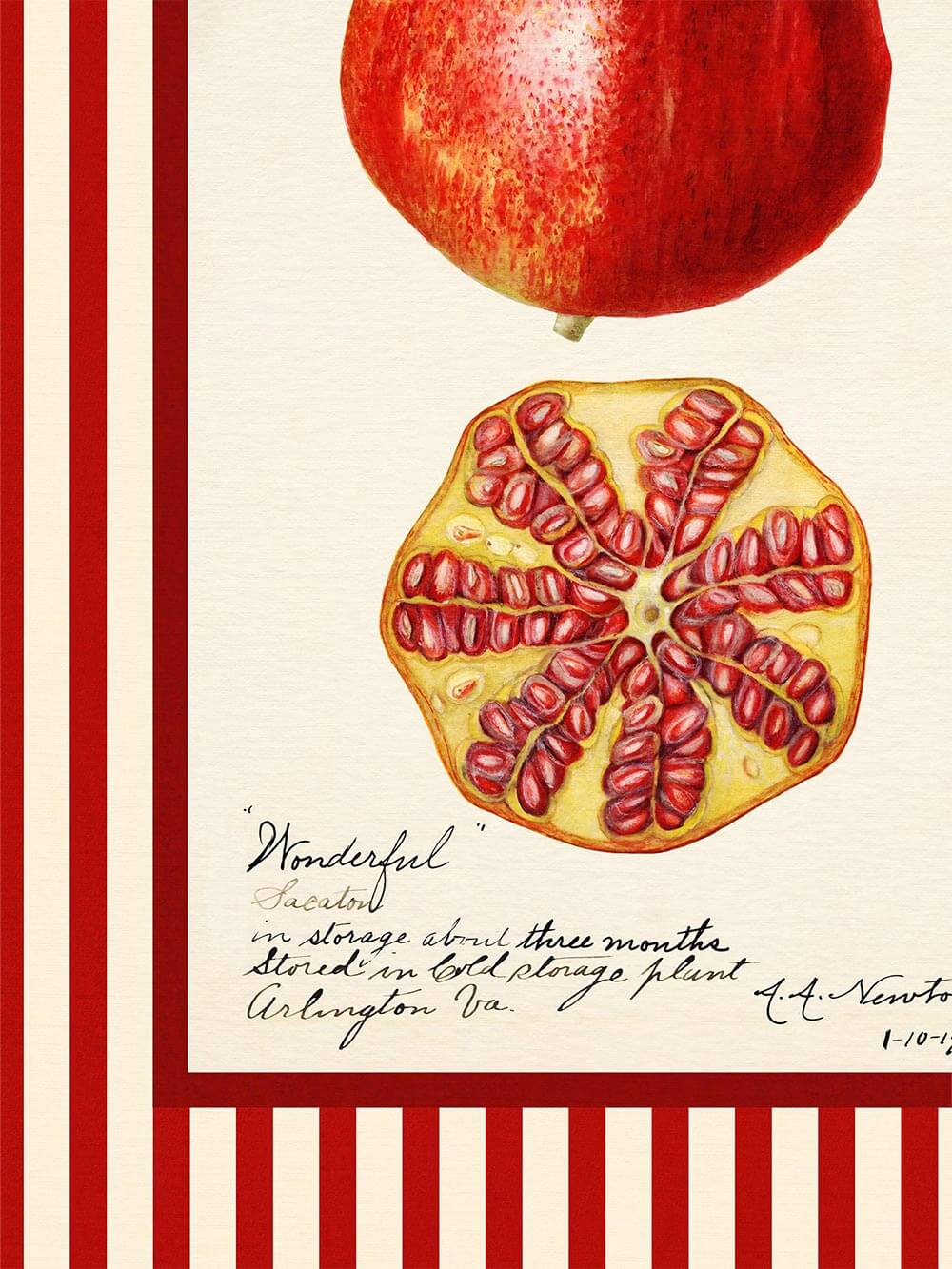Detail eines Granatapfel-Kunstdrucks mit handschriftlicher Notiz und leuchtend rotem Fruchtfleisch – nostalgische botanische Zeichnung mit Vintage-Charme.
