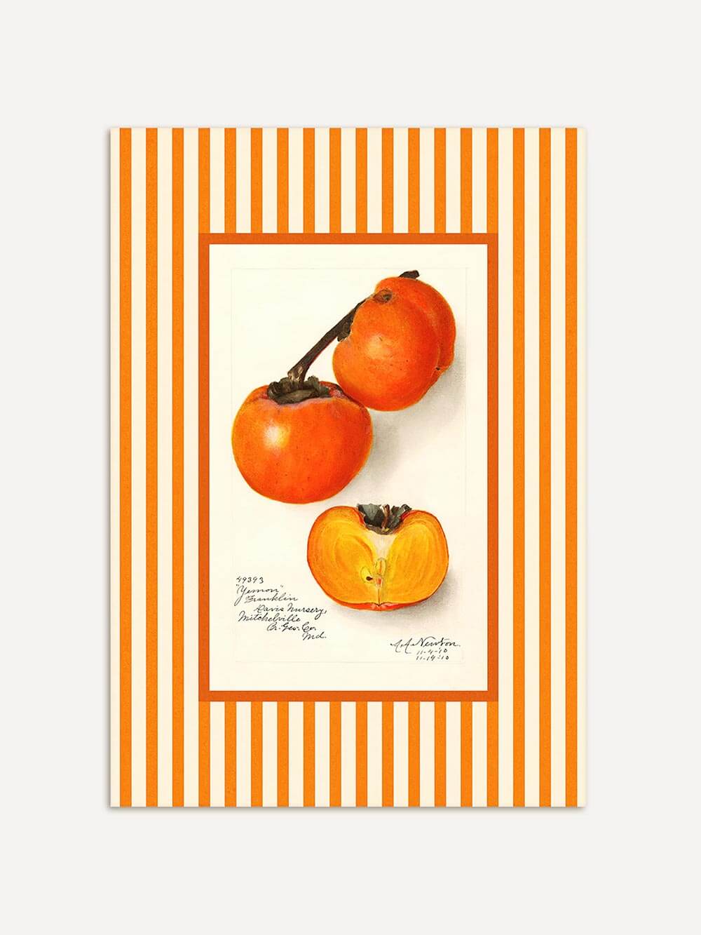 Detailreicher Kunstdruck einer reifen Kaki mit orange-gestreiftem Rahmen, inspiriert von botanischer Illustration, ideal als Vintage-Wandkunst für Küche oder Esszimmer.