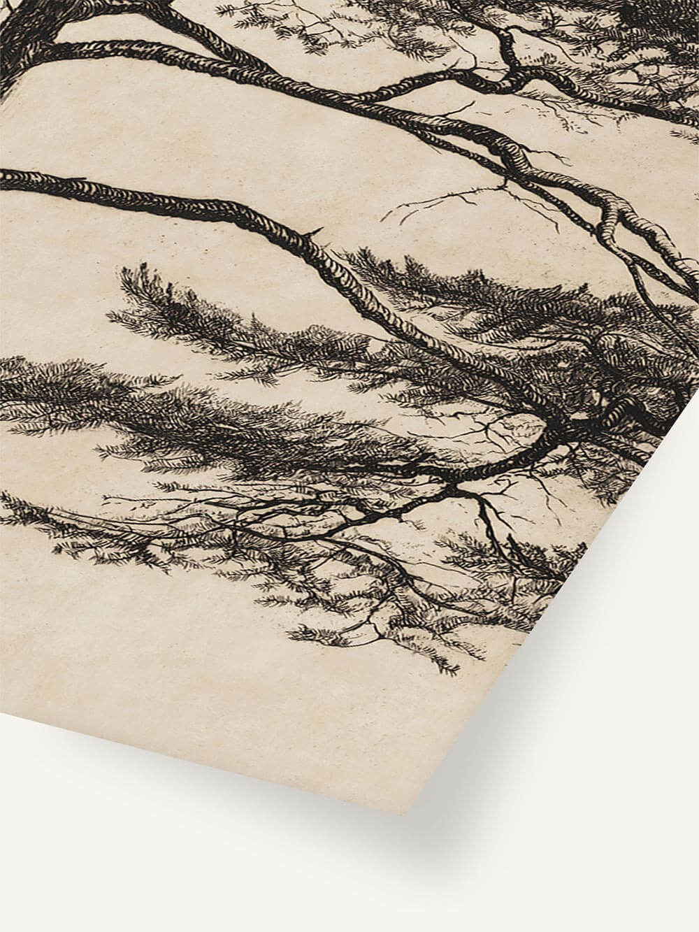 Feine Vintage-Zeichnung von Pinienzweigen mit natürlicher Struktur auf warm getöntem Papier. Die feinen Linien wirken wie von Hand gezeichnet.