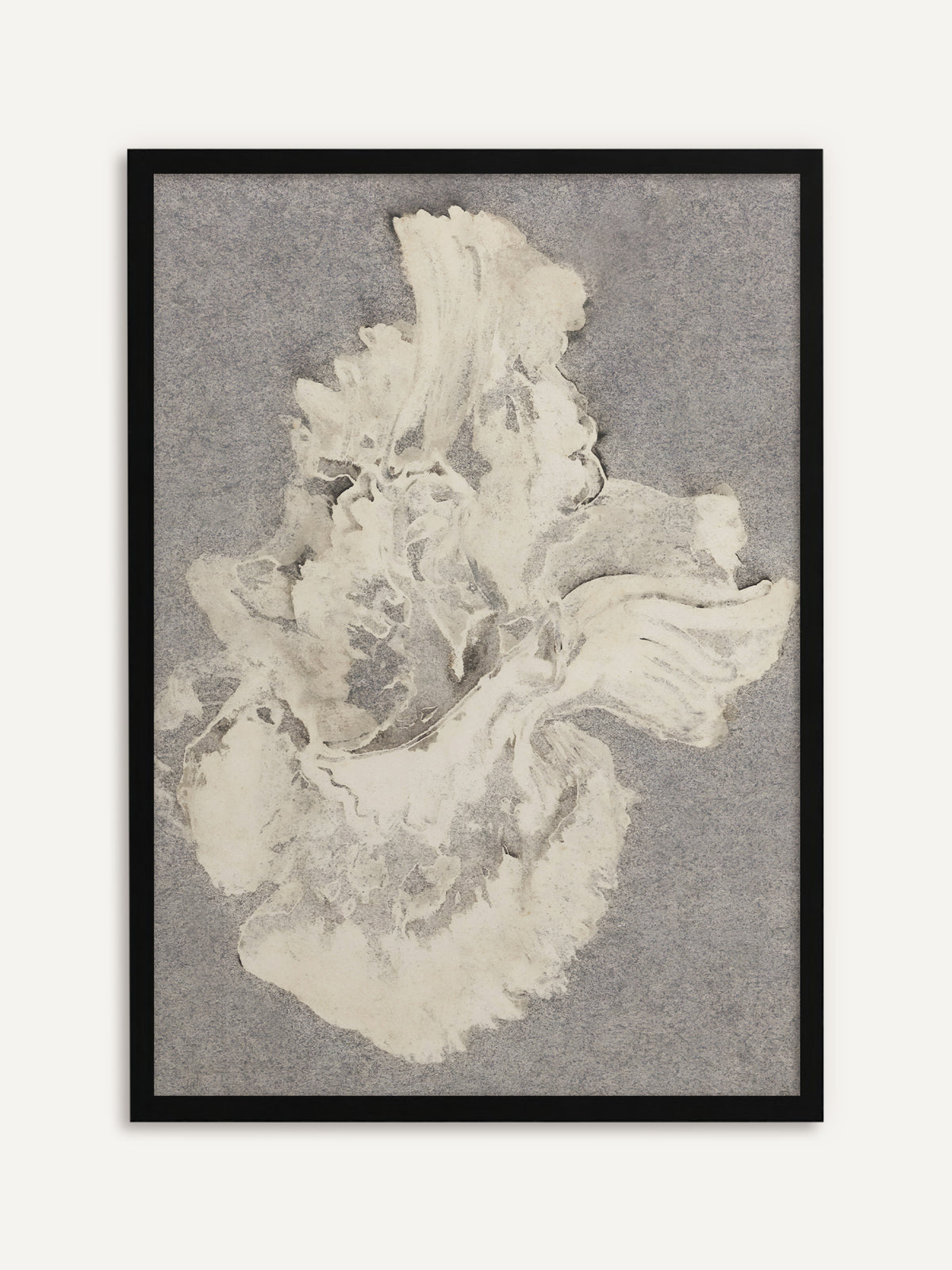 Gerahmtes Poster, das eine einzelne große Blüte in Creme und Weiß mit gewellten Blütenblättern auf körnigem grauem Grund zeigt. Mit schwarzem Rahmen wird das minimalistische Japandi-Motiv klar und modern. #Rahmen_Schwarz
