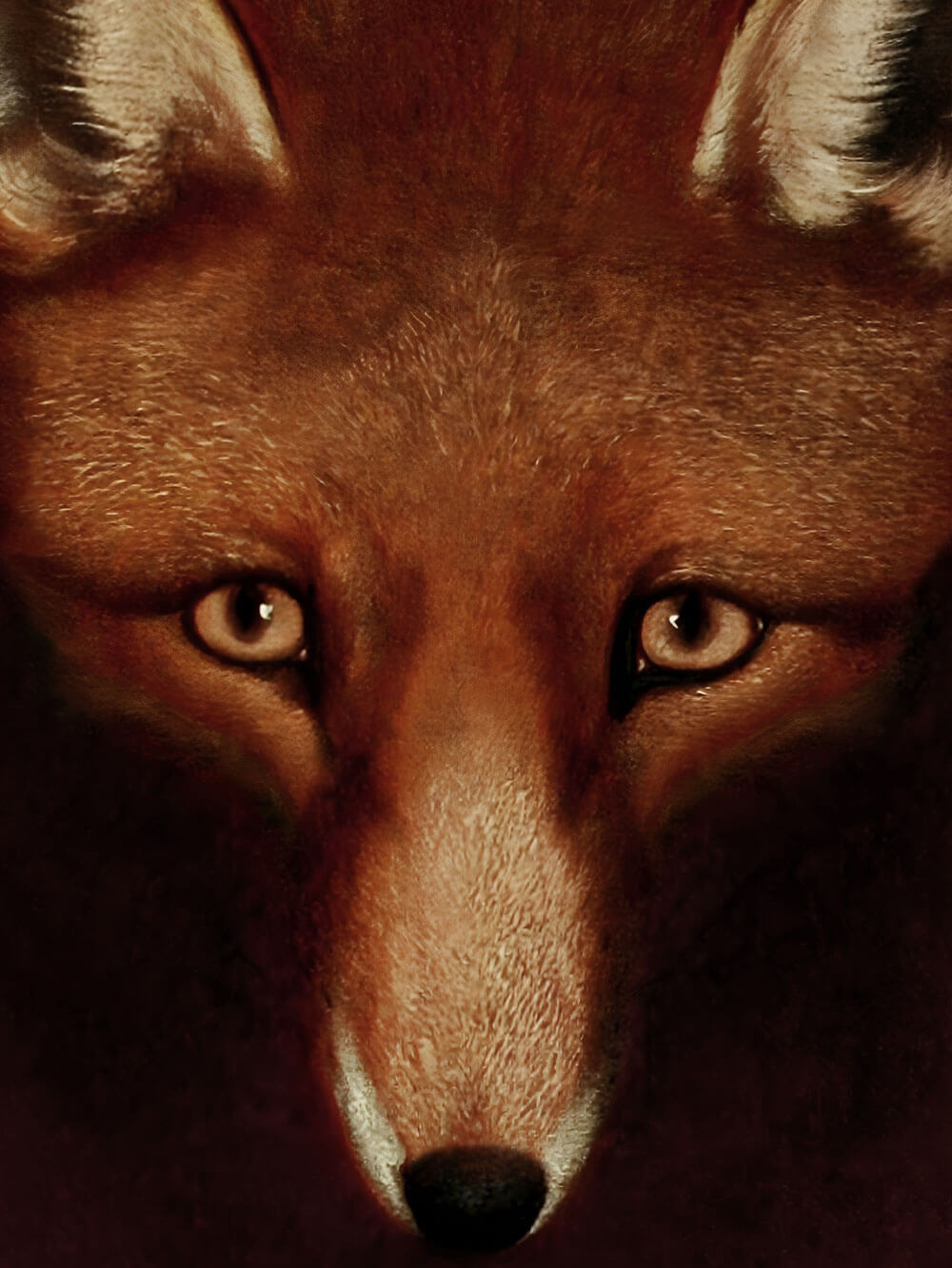 Detailaufnahme eines roten Fuchs-Gesichts, bei dem die Augen im Fokus stehen. Die tiefen, goldenen Augen des Fuchses starren intensiv aus dem dunklen Hintergrund heraus. Die feinen Details des Fells um die Augen und Nase verleihen dem Bild eine lebendige und geheimnisvolle Atmosphäre.