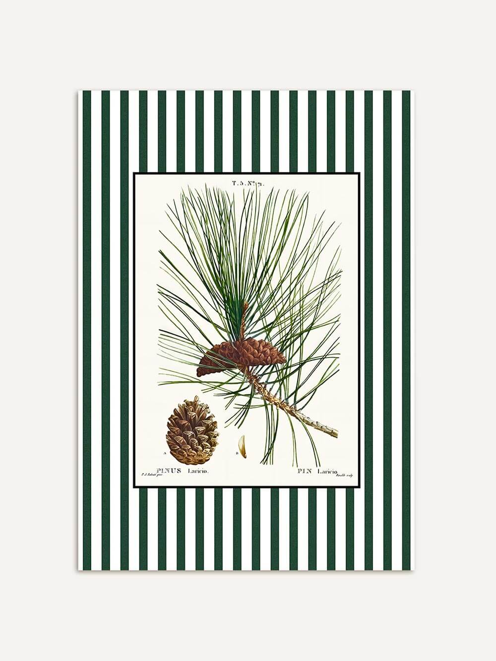 Botanischer Kunstdruck mit Kiefernnadeln und Zapfen auf cremefarbenem Hintergrund, umrahmt von dunkelgrün-weißen Streifen, klassisches Poster im Vintage-Stil mit moderner Note.