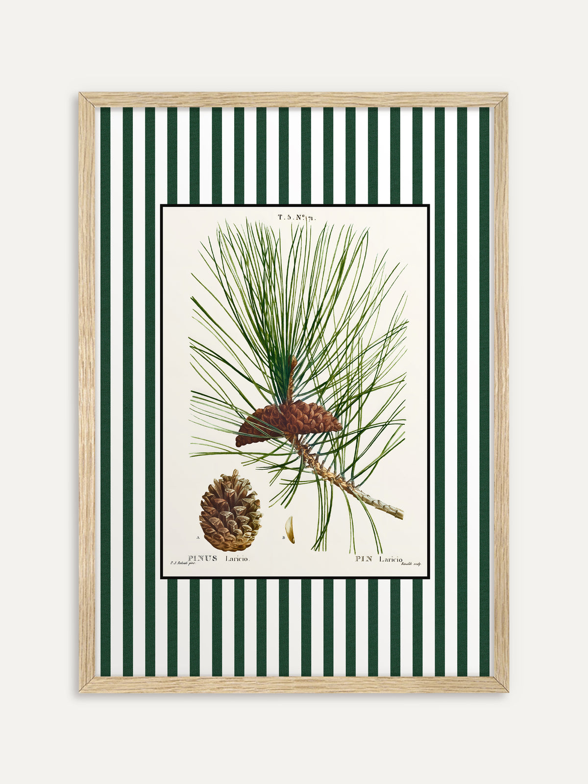 Kunstdruck, der einen Kiefernzweig mit langen Nadeln und braunen Zapfen auf cremefarbenem Grund mit grün-weiß gestreiftem Rand zeigt. Im Rahmen aus hellem Holz wirkt die botanische Tafel frisch und natürlich. #Rahmen_Helles Holz