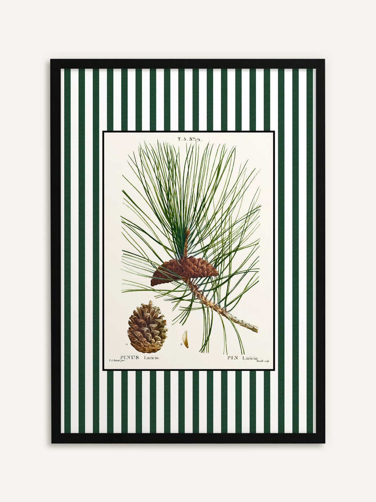 Gerahmtes Poster, das einen Kiefernzweig mit langen Nadeln und braunen Zapfen auf cremefarbenem Grund mit grün-weiß gestreiftem Rand zeigt. Mit schwarzem Rahmen wirkt die botanische Tafel klar und grafisch. #Rahmen_Schwarz