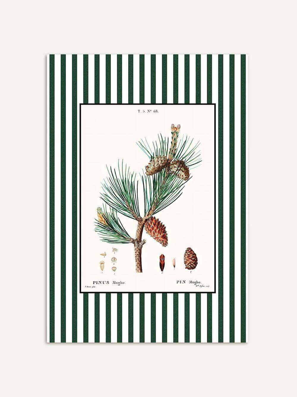 Botanischer Kunstdruck „Pinus Mugho“ mit Kiefernzweig, rötlichen Zapfen und grün-weiß gestreiftem Rand, klassisches Poster im botanischen Stil mit zeitloser Eleganz.