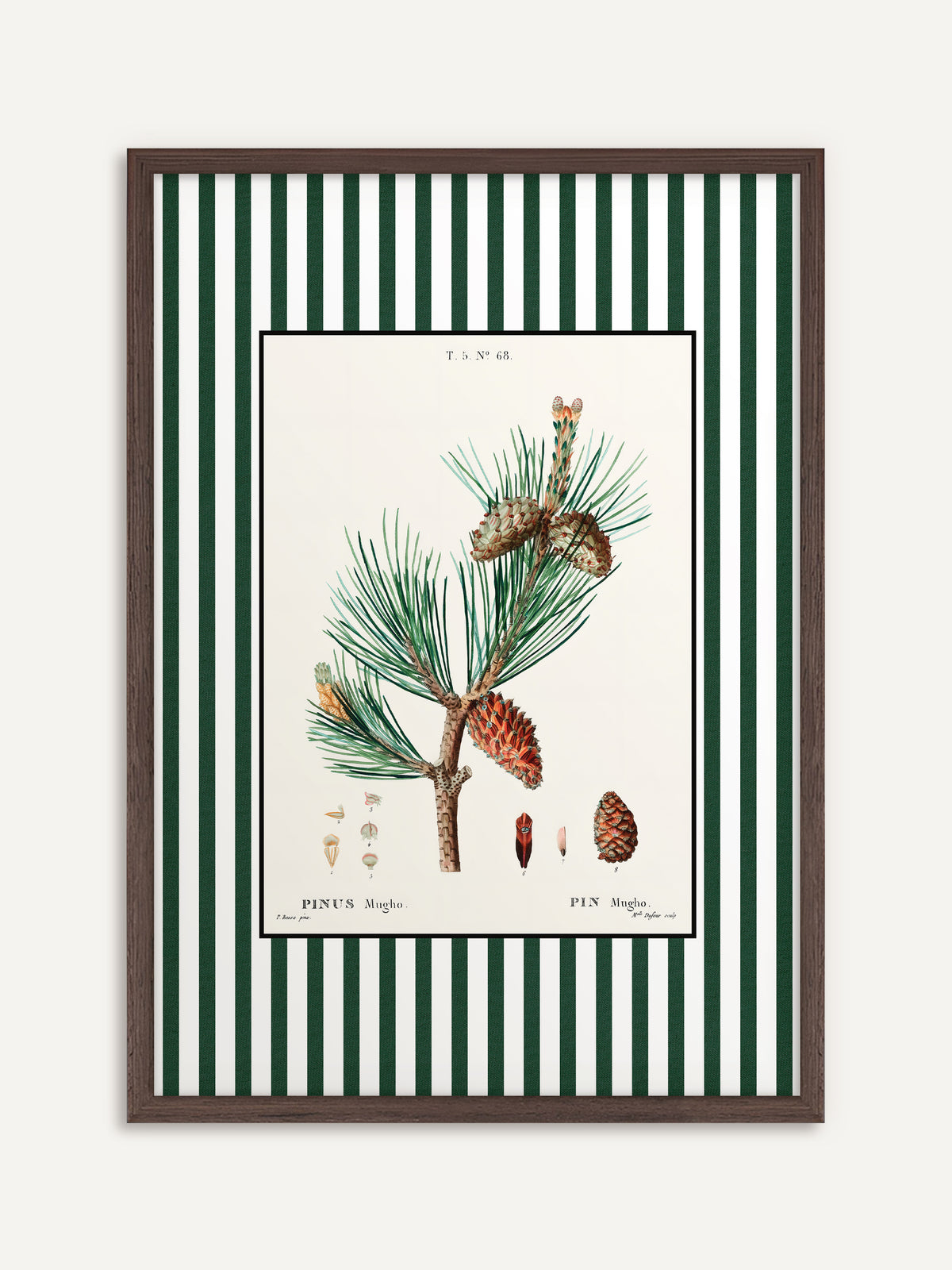 Poster, das einen Kiefernzweig mit rötlichen Zapfen und kleinen Detailzeichnungen auf cremefarbenem Grund mit grün-weiß gestreiftem Rand zeigt. Der Rahmen aus dunklem Holz betont die Rottöne der Zapfen und die Dark Academia Stimmung. #Rahmen_Dunkles Holz