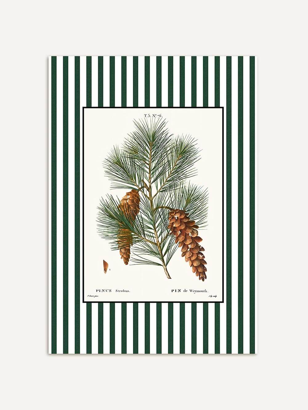 Botanischer Kunstdruck Pin de Weymouth mit Kiefernzweigen und Zapfen auf cremefarbenem Hintergrund, umrahmt von grün-weißen Streifen, elegantes Vintage-Poster im botanischen Stil.