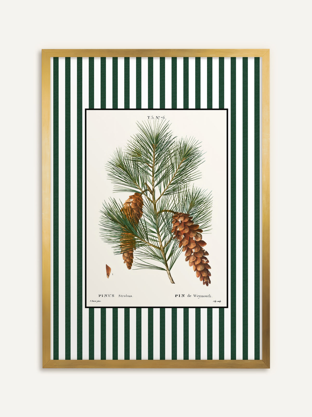 Wandbild, das einen Kiefernzweig mit feinen Nadelbüscheln und langen, hängenden Zapfen auf cremefarbenem Grund mit grün-weiß gestreiftem Rand zeigt. Im goldenen Rahmen erinnert die Tafel an ein antikes Herbarium. #Rahmen_Gold