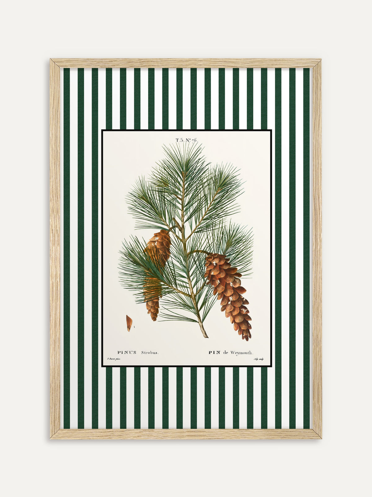 Kunstdruck, der einen Kiefernzweig mit feinen Nadelbüscheln und langen, hängenden Zapfen auf cremefarbenem Grund mit grün-weiß gestreiftem Rand zeigt. Im Rahmen aus hellem Holz wirkt das botanische Vintage Motiv hell und ruhig. #Rahmen_Helles Holz