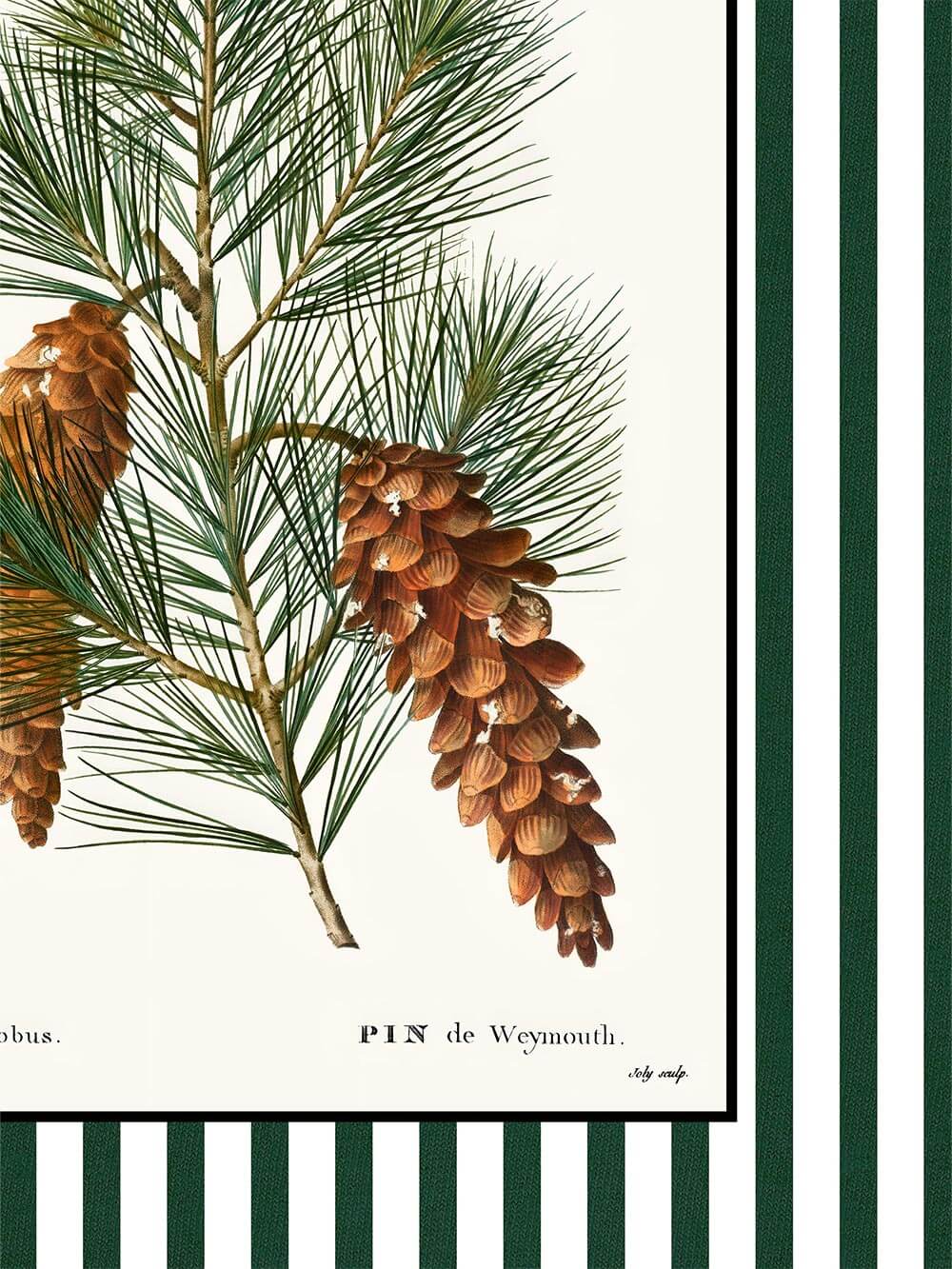 Nahaufnahme eines botanischen Kunstdrucks mit Kiefernnadeln und braunen Zapfen, eingerahmt von dunkelgrün-weißen Streifen, detailreiche Illustration mit natürlicher Textur.