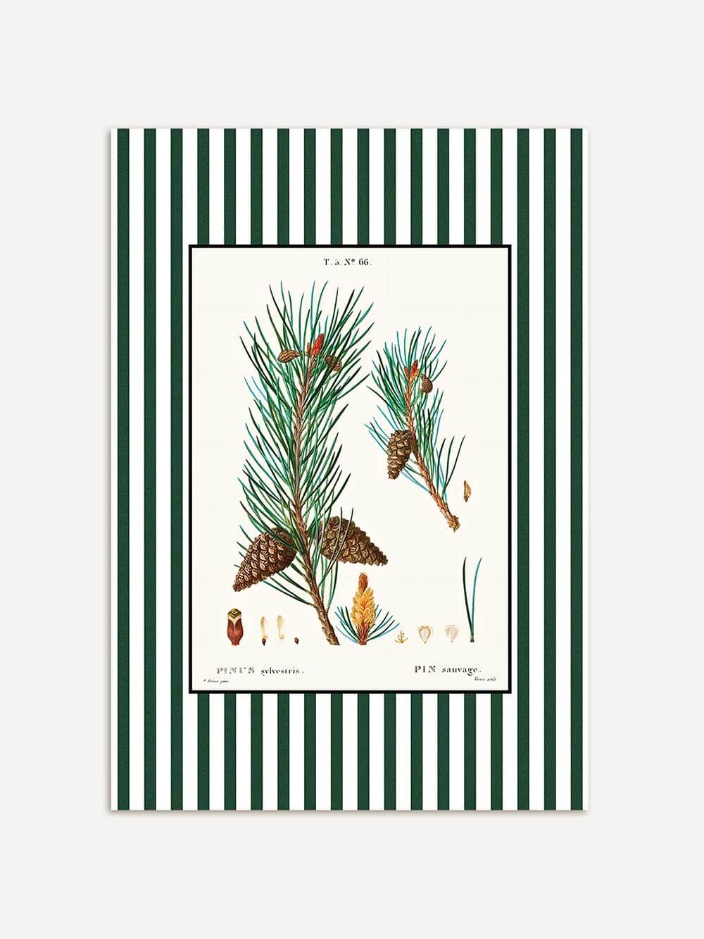 Botanischer Kunstdruck Pin sauvage mit Kiefernnadeln, Zapfen und feinen botanischen Details, umrahmt von dunkelgrün-weißen Streifen, elegantes Poster im klassischen Vintage-Stil.