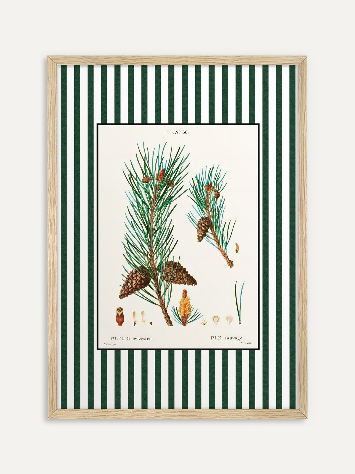 Kunstdruck, der zwei Zweige der Waldkiefer mit Zapfen und kleinen Detailzeichnungen auf cremefarbenem Grund mit grün-weiß gestreiftem Rand zeigt. Im Rahmen aus hellem Holz wirkt die botanische Studie natürlich und frisch. #Rahmen_Helles Holz