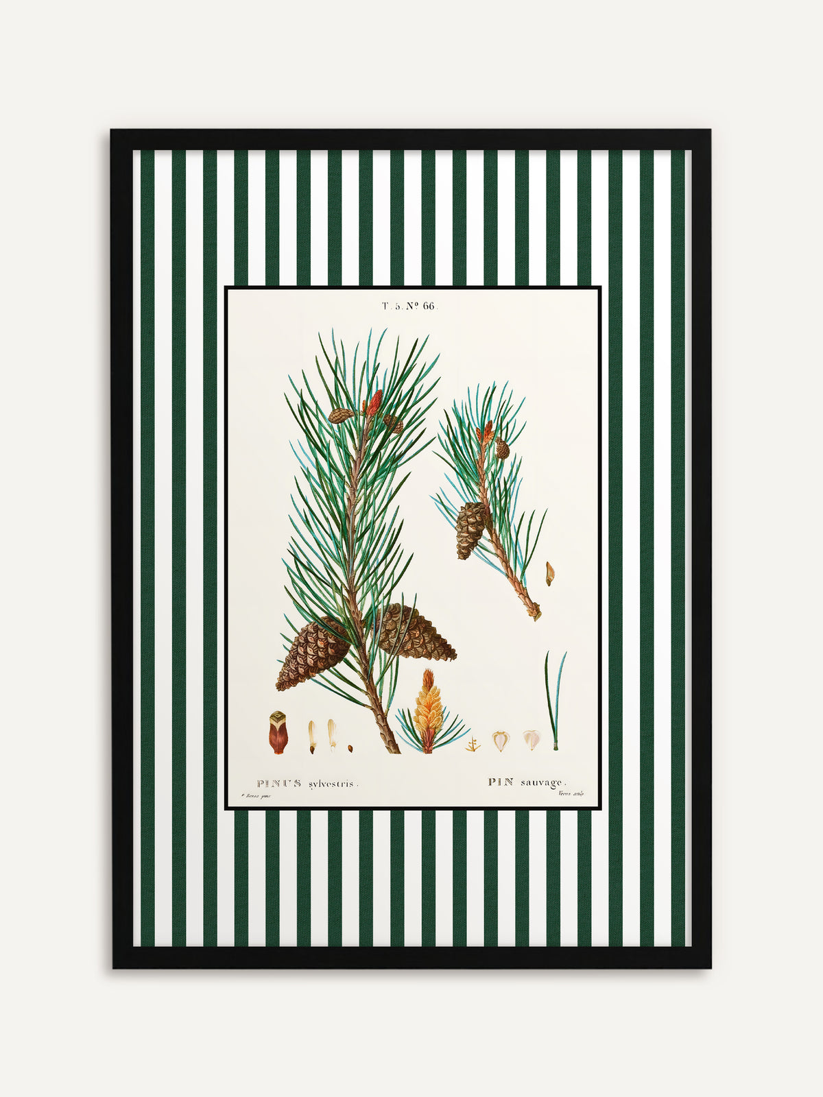 Gerahmtes Poster, das zwei Zweige der Waldkiefer mit Zapfen und kleinen Detailzeichnungen auf cremefarbenem Grund mit grün-weiß gestreiftem Rand zeigt. Mit schwarzem Rahmen bekommt das Vintage Motiv eine klare Kontur. #Rahmen_Schwarz