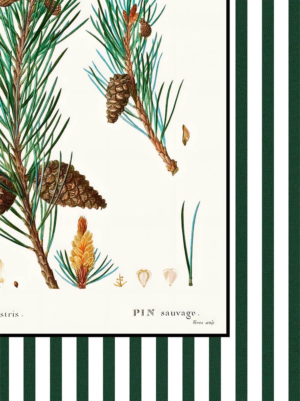 Nahaufnahme botanischer Illustration mit Kiefernnadeln, Zapfen und Samen, feine Linien und natürliche Farben auf cremefarbenem Hintergrund mit grün gestreiftem Rand.