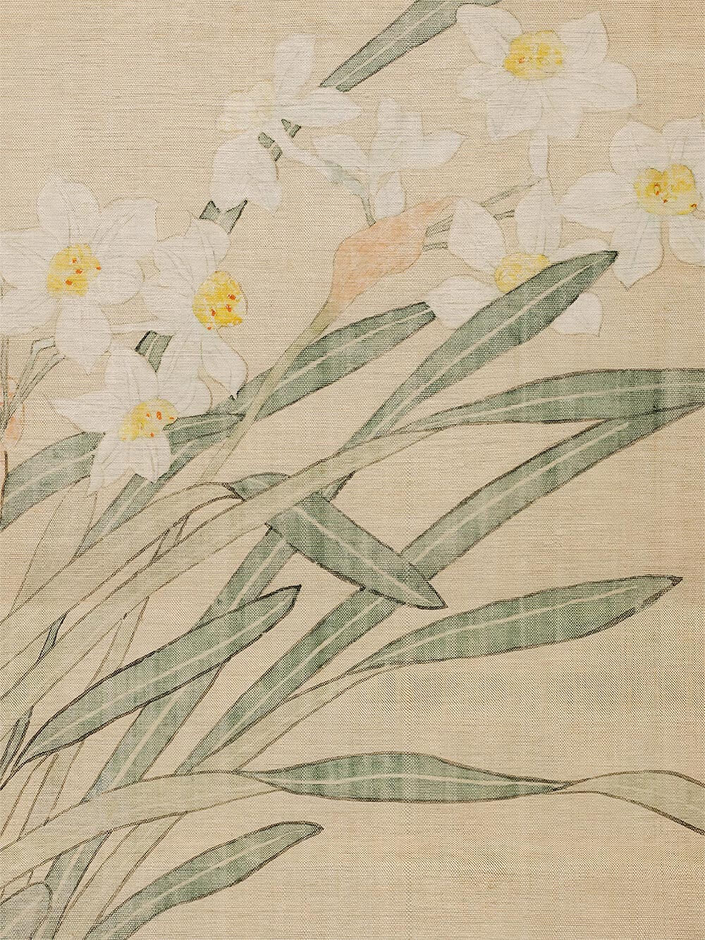 Feine botanische Illustration mit weißen Narzissen und gelben Blütenkelchen auf hellem Hintergrund. Der Vintage Kunstdruck zeigt dezente Texturen und wirkt sanft nostalgisch.