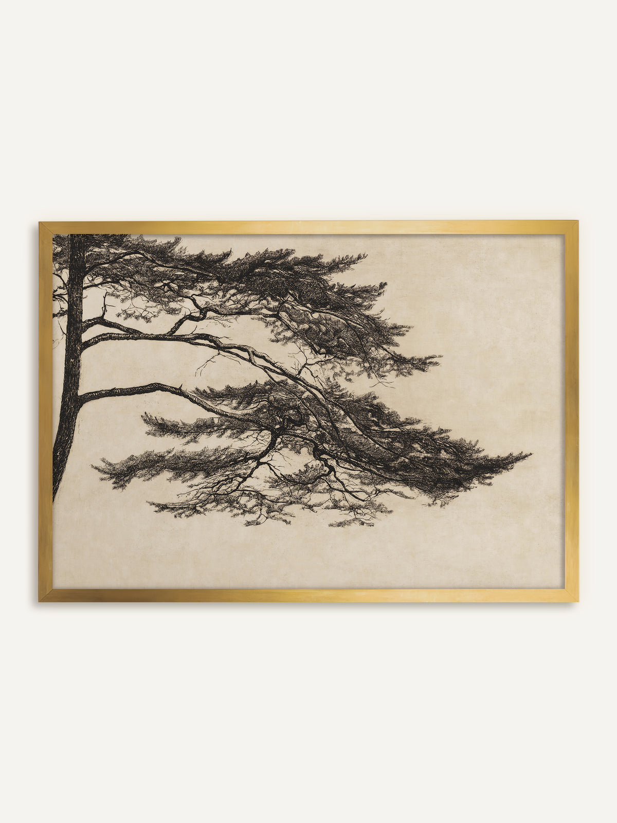 Wandbild, das eine fein gezeichnete Kiefer in Schwarz auf beigem Grund zeigt, deren Äste sich vom Stamm am linken Rand weit nach rechts ausbreiten. Im goldenen Rahmen wirkt die Kiefer wie eine antike Zeichnung aus einem alten Skizzenbuch. #Rahmen_Gold