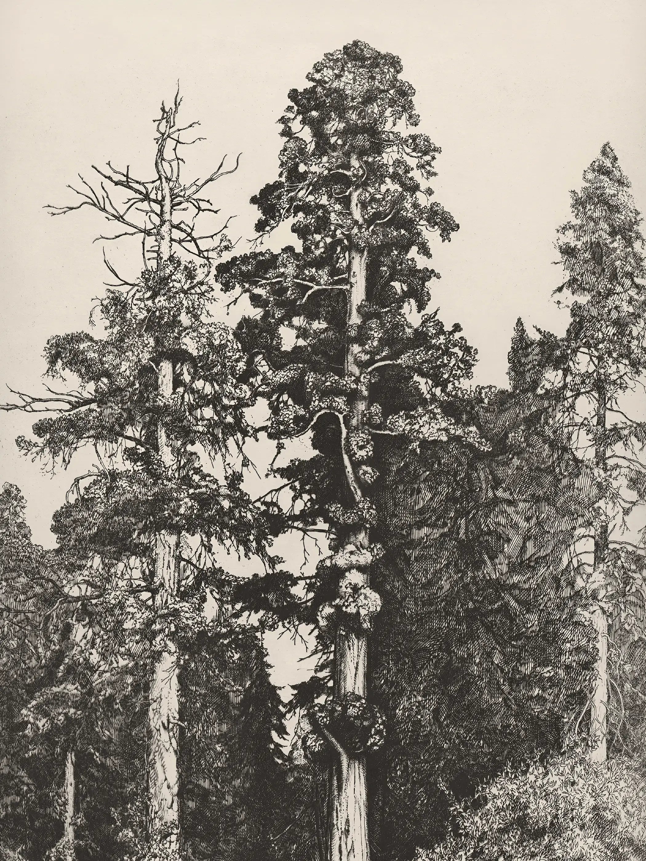Die Nahaufnahme zeigt feine Linien, dichte Baumkronen und die strukturreiche Darstellung der Sequoia-Stämme. Die historische Zeichnung vermittelt die Atmosphäre eines alten Waldes und wirkt ruhig und naturverbunden