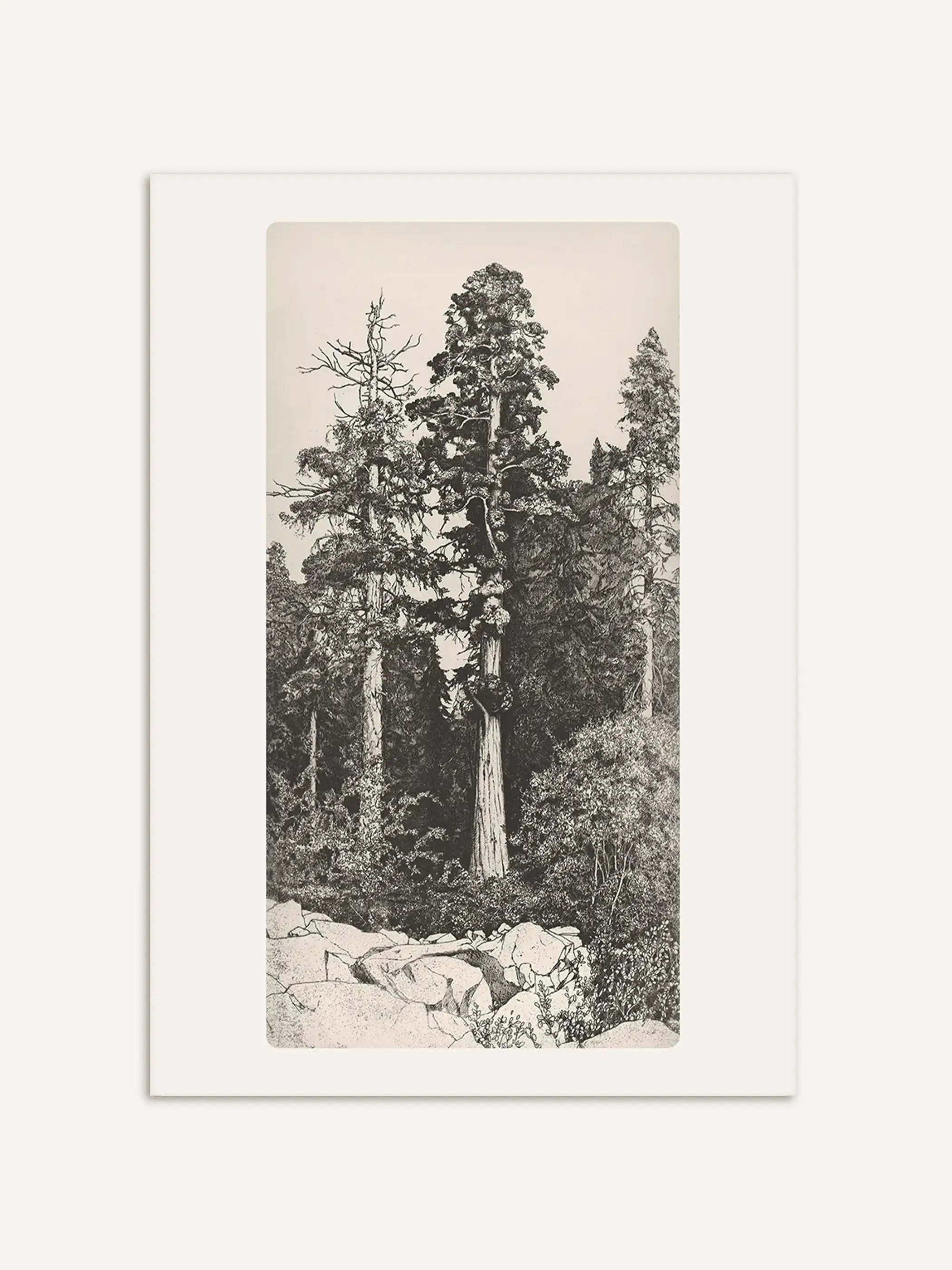 Der Kunstdruck einer detaillierten Schwarzweißzeichnung zeigt hohe Sequoia-Bäume und felsigen Waldboden in einer historischen Naturillustration. Der botanische Kunstdruck verbindet Vintage-Grafik mit zeitloser Waldästhetik.