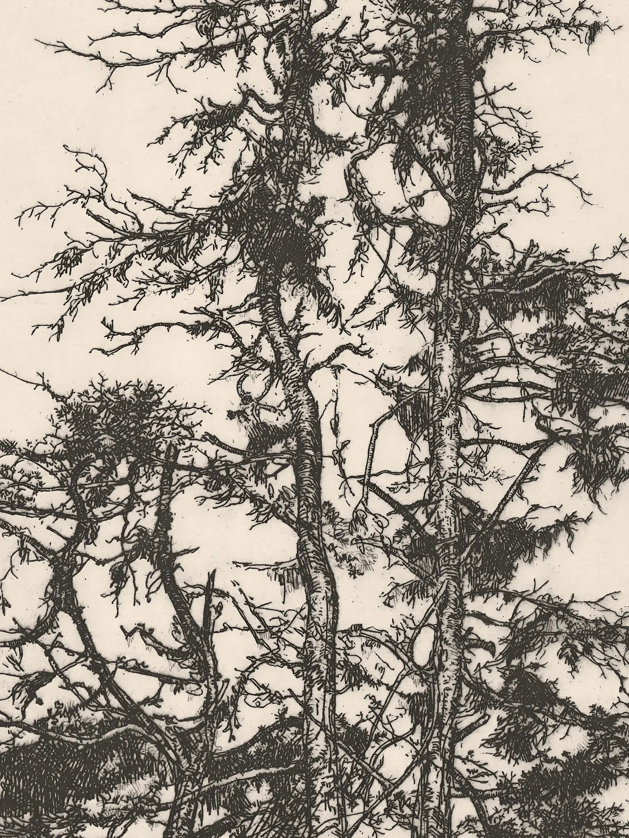 Die Nahaufnahme zeigt die feine Strichführung, verzweigte Äste und die detaillierte Textur der Baumkronen. Die historische Naturzeichnung vermittelt die ruhige Schönheit alter botanischer Illustrationen und klassischer Landschaftsgrafik.