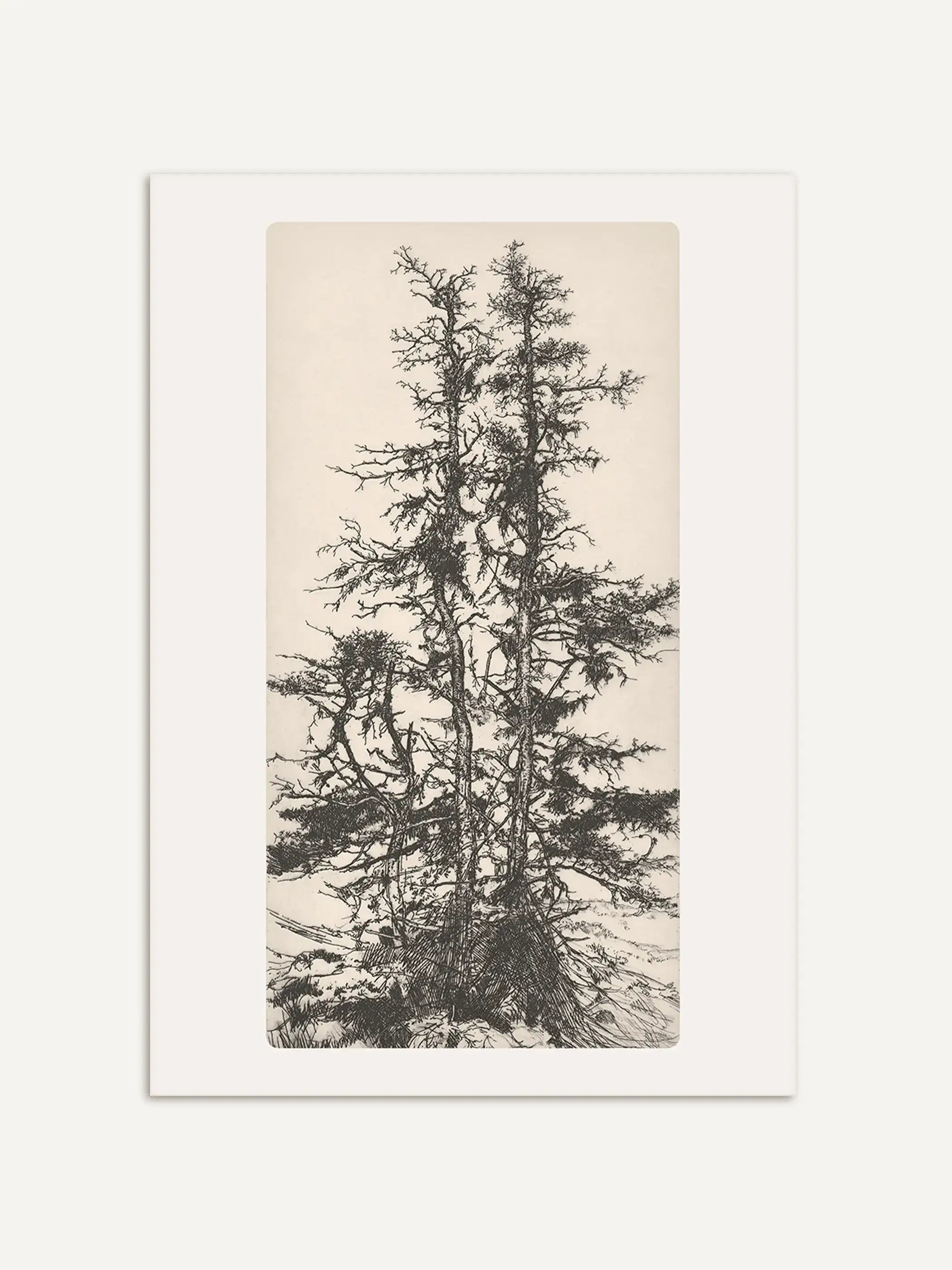Die historische Baumzeichnung zeigt zwei schlanke Nadelbäume mit feinen Ästen in einer detailreichen Schwarzweißillustration. Der botanische Kunstdruck verbindet Vintage-Naturkunst mit zeitloser, minimalistischer Ästhetik.