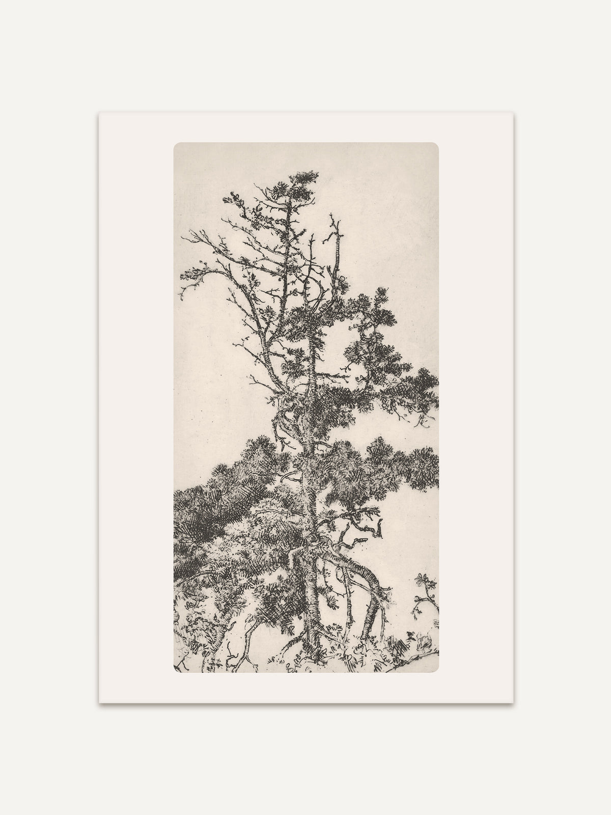 Eine filigrane historische Baumzeichnung zeigt eine windgeformte Kiefer mit feinen Ästen und lockerem Nadelwerk vor hellem Hintergrund. Der botanische Kunstdruck verbindet Vintage-Naturillustration mit zeitloser Wanddekoration. #Rahmen_Ohne Rahmen