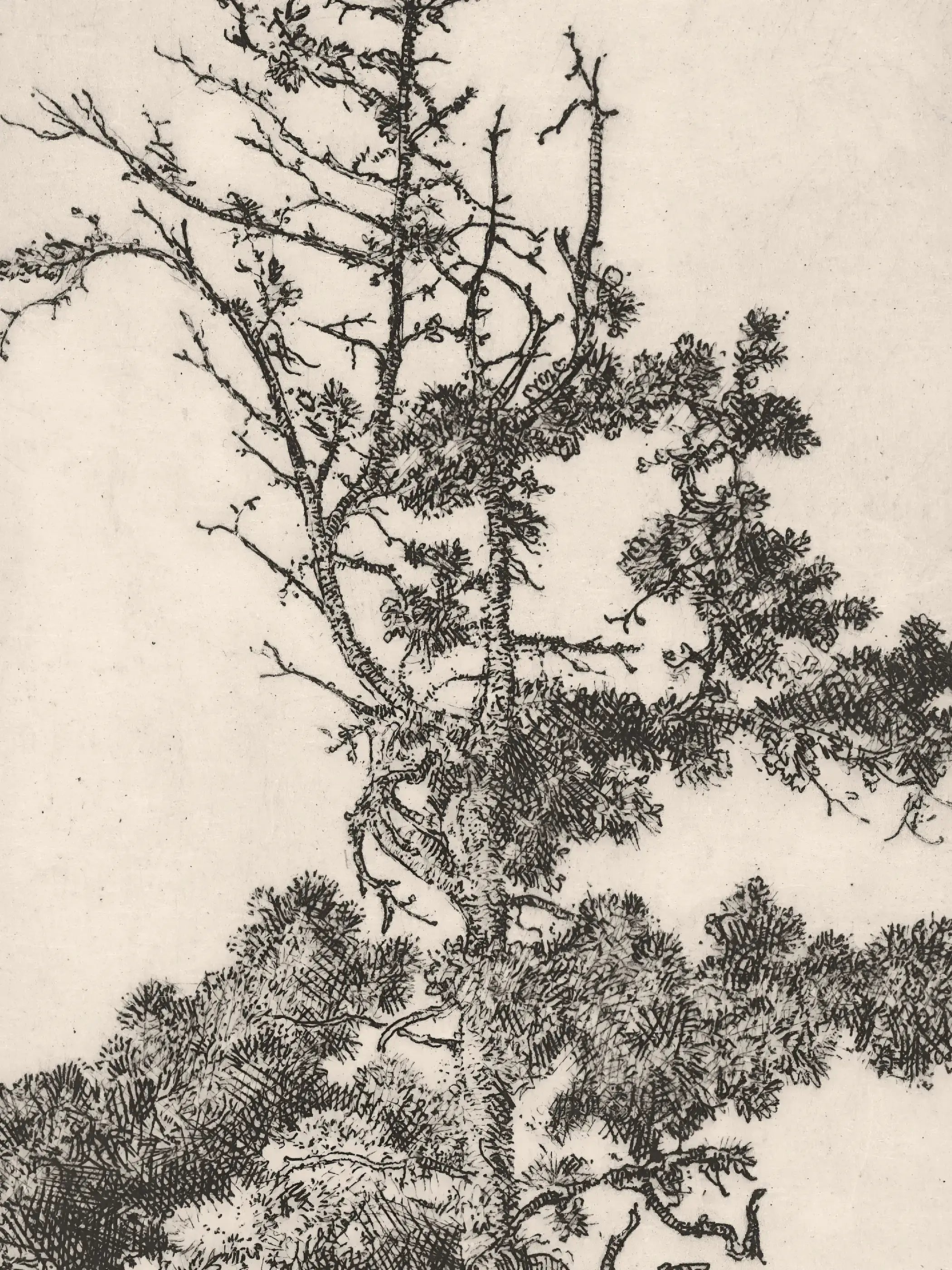 Die Nahaufnahme zeigt die feine Strichführung der Kiefer mit detaillierten Zweigen, Nadeln und natürlicher Wuchsform. Die historische Naturzeichnung hebt die Präzision klassischer botanischer Illustrationen hervor.