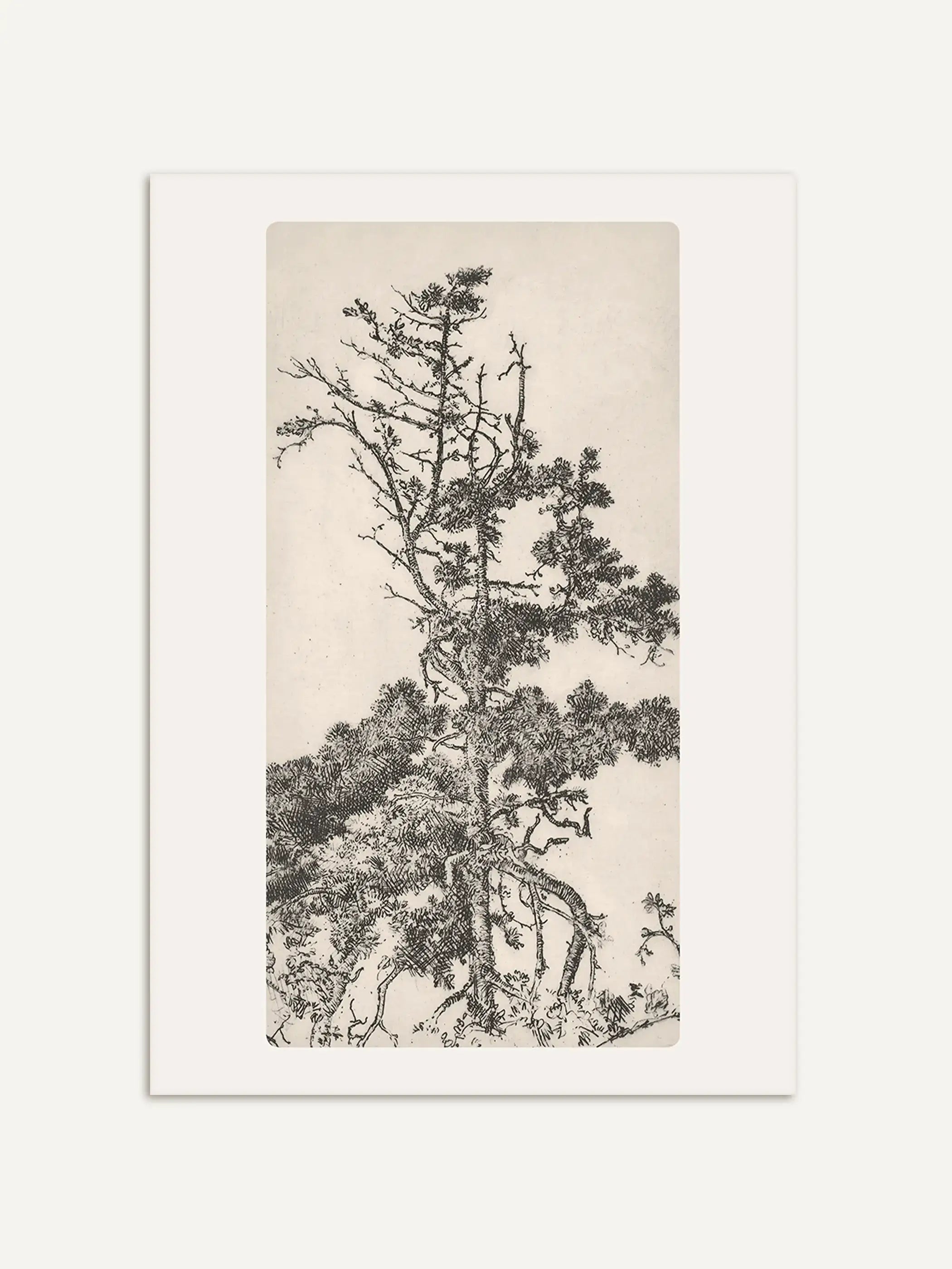 Eine filigrane historische Baumzeichnung zeigt eine windgeformte Kiefer mit feinen Ästen und lockerem Nadelwerk vor hellem Hintergrund. Der botanische Kunstdruck verbindet Vintage-Naturillustration mit zeitloser Wanddekoration.