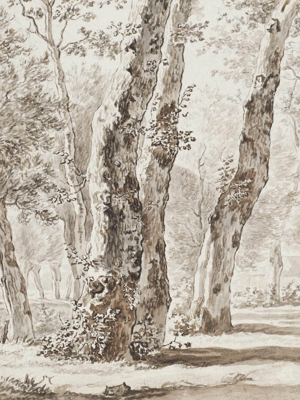 Detailaufnahme einer antiken Baumzeichnung mit feinen Linien und Schattierungen. Die Struktur der Baumrinde und zarte Blätter sind präzise dargestellt, wodurch die natürliche Schönheit und Textur der Bäume hervorgehoben wird. Ideal für eine klassische und zeitlose Wanddekoration.