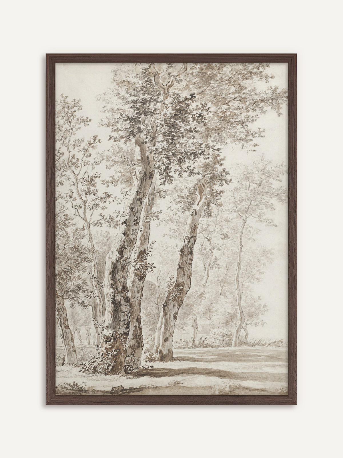 Poster, das alte Bäume mit moosigen Stämmen und lichtem Laub in sanften Sepiatönen auf hellem Grund zeigt. Der Rahmen aus dunklem Holz greift die Sepiatöne der Rinde auf. #Rahmen_Dunkles Holz