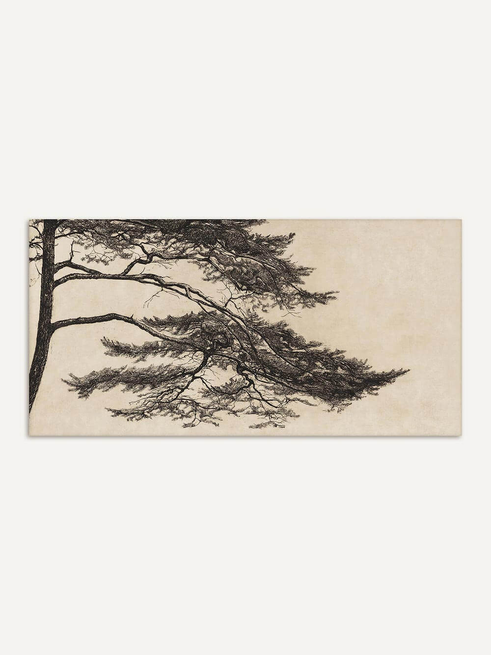 Feine Zeichnung einer Kiefer mit weit ausladenden Ästen auf hellem Hintergrund. Der Panorama-Kunstdruck strahlt Ruhe und Balance aus und ist ideal als Wabi-Sabi-Wandbild oder minimalistisches Poster für Schlafzimmer oder Wohnzimmer.