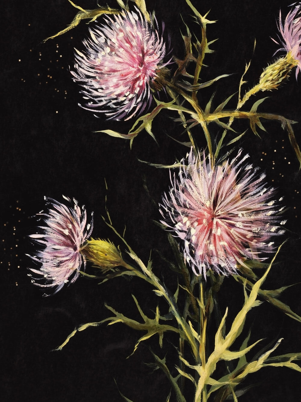 Nahaufnahme eines botanischen Kunstdrucks, der detailreiche Distelblüten in Rosa- und Lilatönen zeigt. Die zarten Blütenblätter sind filigran und stachelig, während die Blütenstände von spitzen, grünen Stängeln getragen werden. Kleine goldene Punkte schimmern leicht im Hintergrund, der in tiefem Schwarz gehalten ist und die Farben der Blüten besonders hervorhebt.