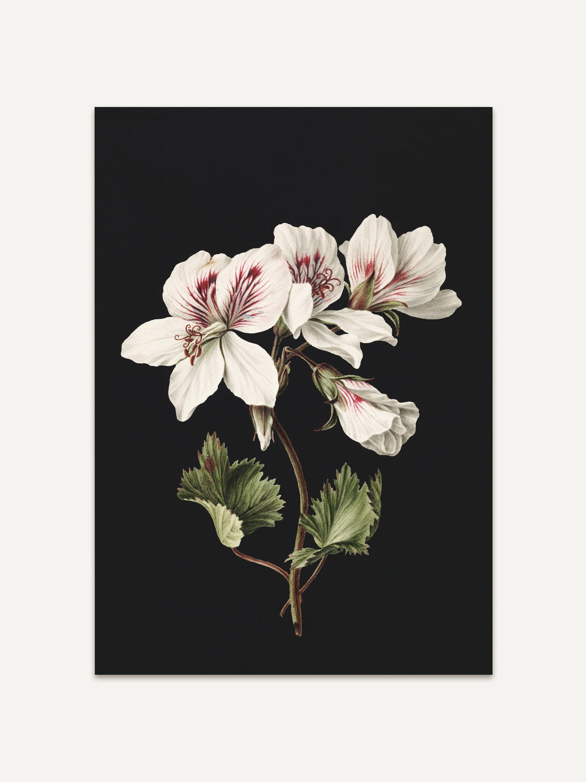 Ein botanischer Kunstdruck zeigt eine zarte weiße Blume mit feinen rötlichen Akzenten auf den Blütenblättern. Die grünen Blätter umrahmen die Blüte, während der tiefschwarze Hintergrund den Kontrast verstärkt und die Details der Blume besonders hervorhebt. Der Stil des Drucks erinnert an naturwissenschaftliche Illustrationen. #Rahmen_Ohne Rahmen