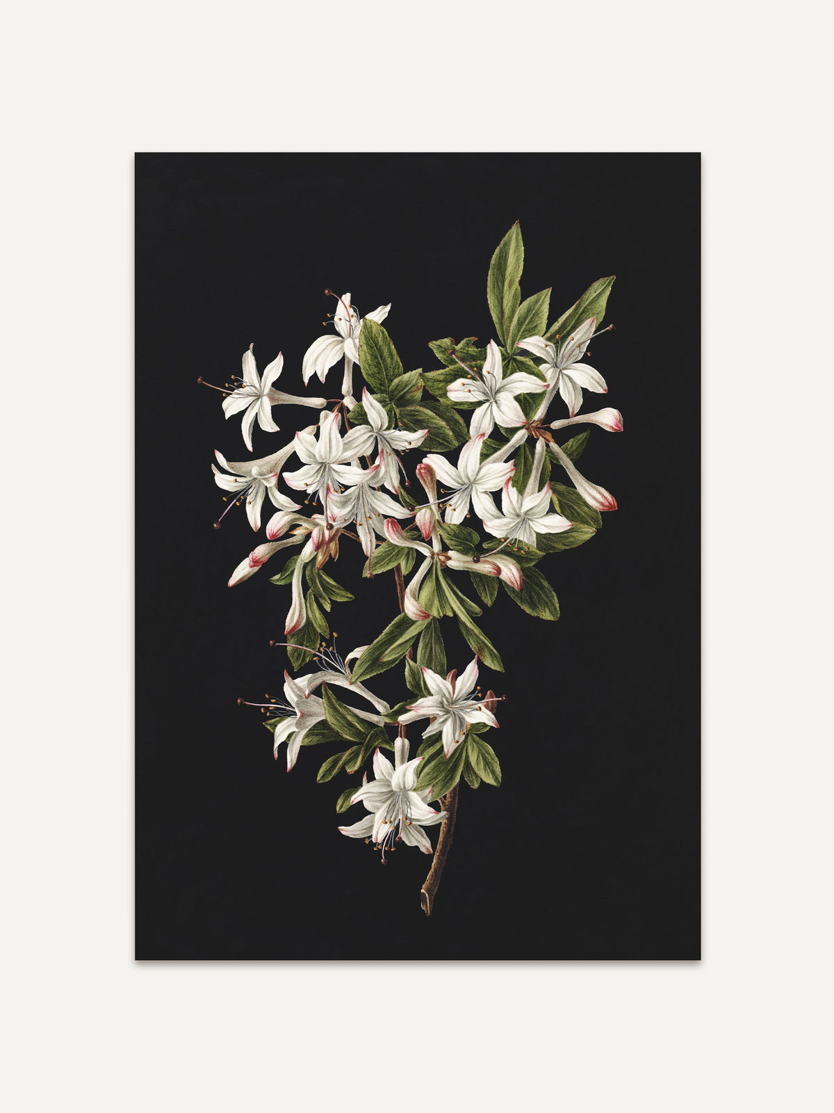 Poster mit einem botanischen Motiv aus weißen, sternförmigen Blüten auf einem dunklen, schwarzen Hintergrund. Die Blumen sind in lebhaften Grüntönen von Blättern umgeben, was einen eleganten Kontrast zur Dunkelheit schafft und die filigranen Details der Blütenblätter hervorhebt. #Rahmen_Ohne Rahmen