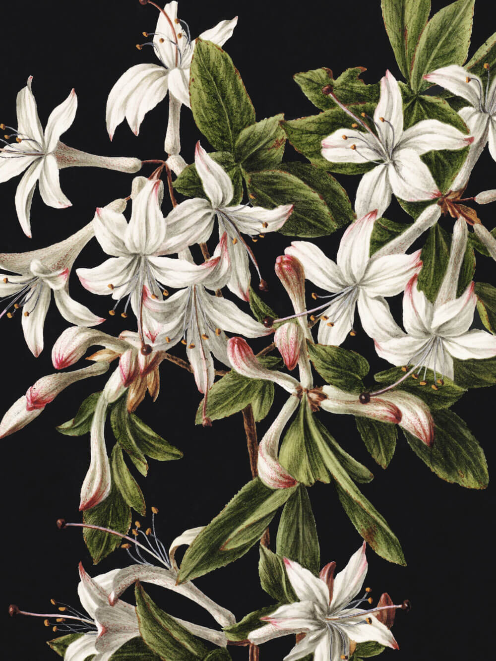 Nahaufnahme eines botanischen Kunstdrucks, der eine Gruppe weißer, sternförmiger Blüten zeigt, die von lebendig grünen Blättern umgeben sind. Die feinen Details der Blütenblätter und Stempel sind klar zu erkennen, während der schwarze Hintergrund die zarten Farben der Blüten und Blätter kontrastreich hervorhebt.