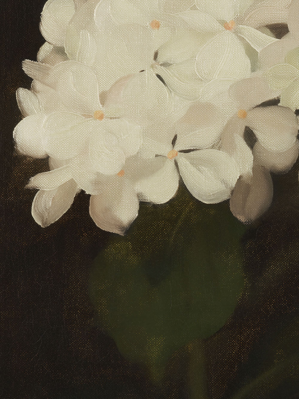 Eine Nahaufnahme eines Kunstdrucks, der eine weiße Hortensienblüte zeigt. Die zarten Blütenblätter sind detailliert dargestellt und heben sich leicht texturiert vom dunklen Hintergrund ab. Man sieht die feine Struktur der Leinwand, die den Pinselstrichen zusätzliche Tiefe verleiht. Die Blüte wirkt frisch und sanft, während die Blätter und der Stiel im Hintergrund in tiefen Grüntönen dezent bleiben.