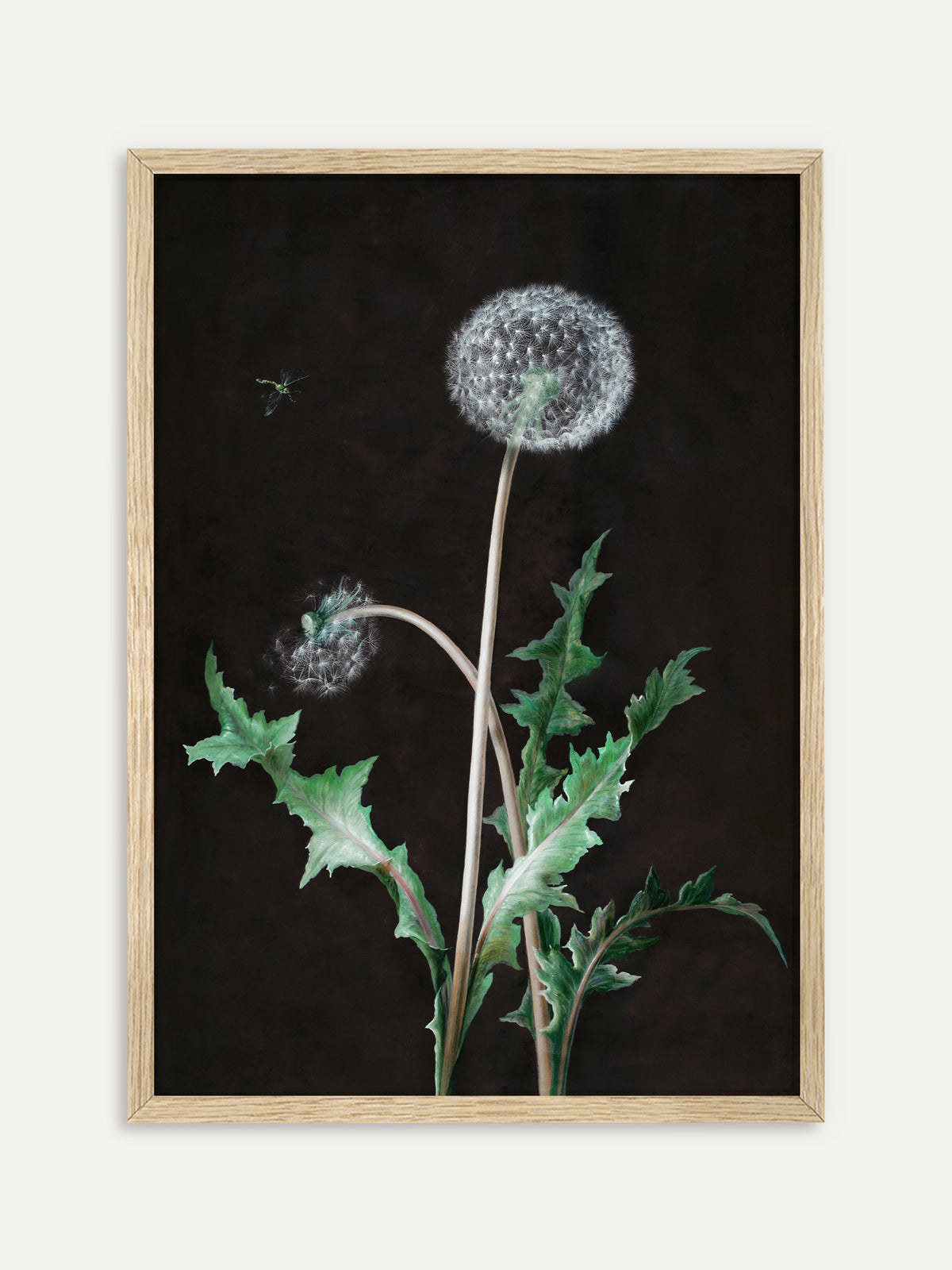 Kunstdruck, der zwei Löwenzahn-Pusteblumen an langen Stielen mit gezackten grünen Blättern vor dunkelbraunem Hintergrund zeigt, oben links eine kleine Libelle. Im Rahmen aus hellem Holz wirkt das botanische Bild luftig und natürlich. #Rahmen_Helles Holz