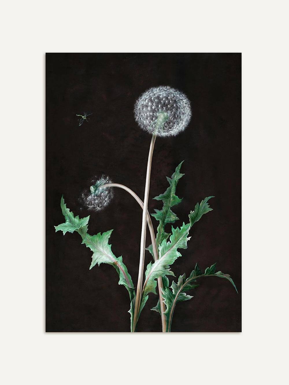 Botanischer Kunstdruck mit zwei Löwenzahnblüten auf tiefschwarzem Hintergrund. Die detailreiche Zeichnung bringt natürliche Eleganz ins Bild.