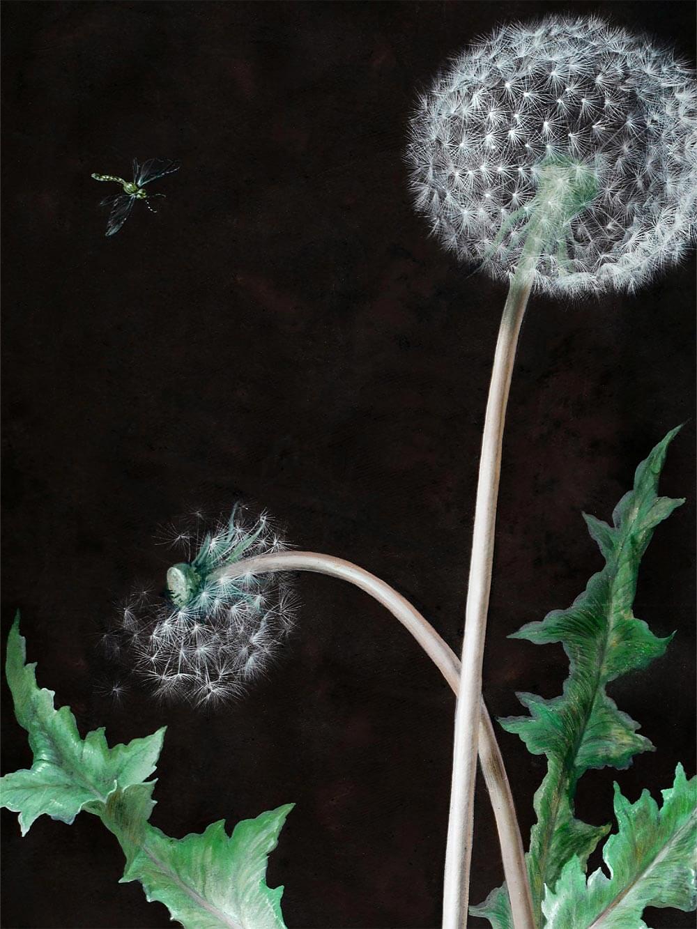 Fein gezeichneter Löwenzahn mit filigranen Samenschirmen auf dunklem Grund. Eine schimmernde Libelle ergänzt die zarte botanische Illustration.