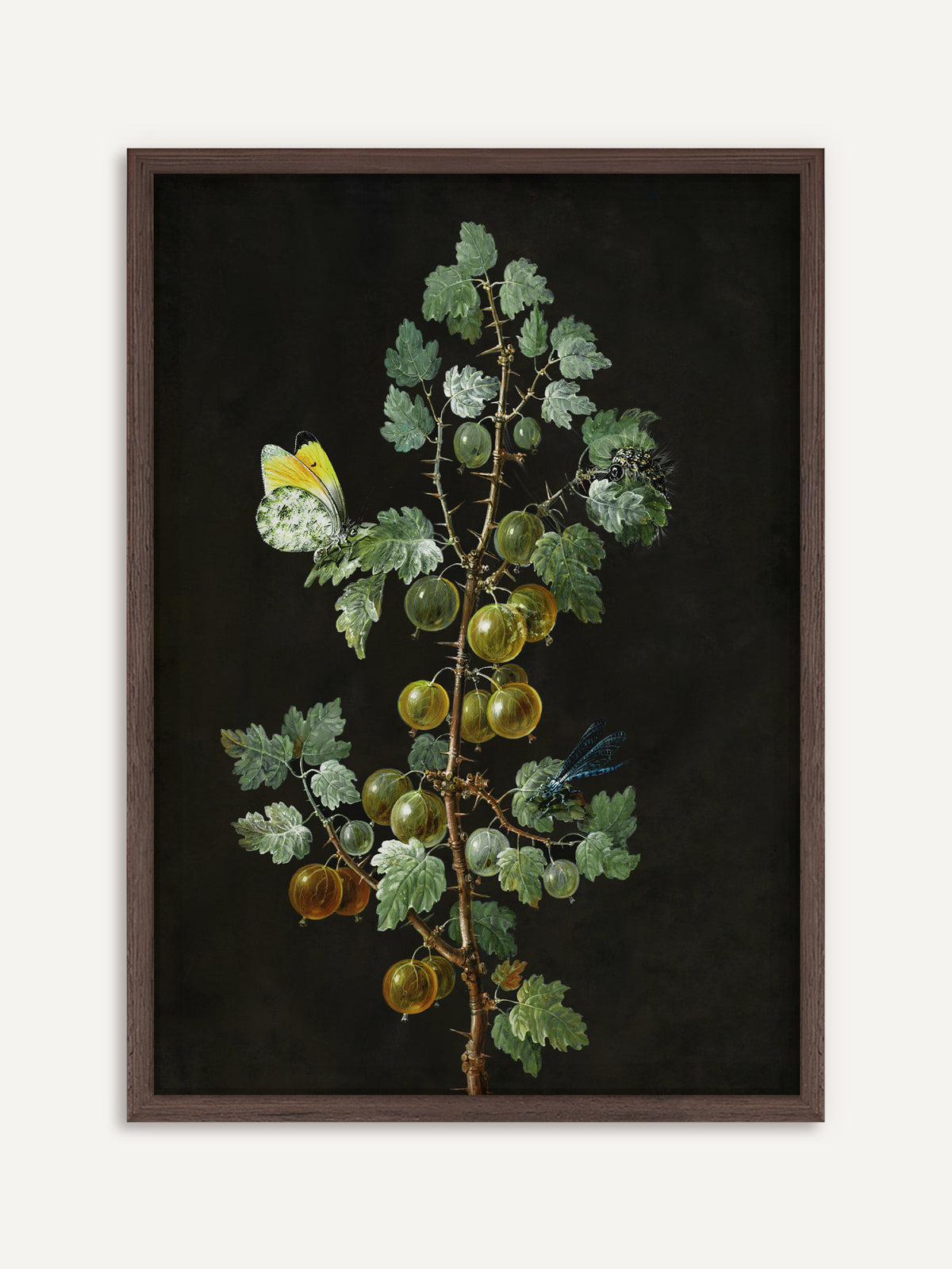Poster, das einen dornigen Stachelbeerzweig mit grünen und goldgelben Beeren und gezackten Blättern vor schwarzem Hintergrund zeigt, dazu ein gelb-weißer Schmetterling, eine Libelle und eine Raupe. Der Rahmen aus dunklem Holz gibt dem Vintage-Motiv eine ruhige Dark-Academia-Note. #Rahmen_Dunkles Holz