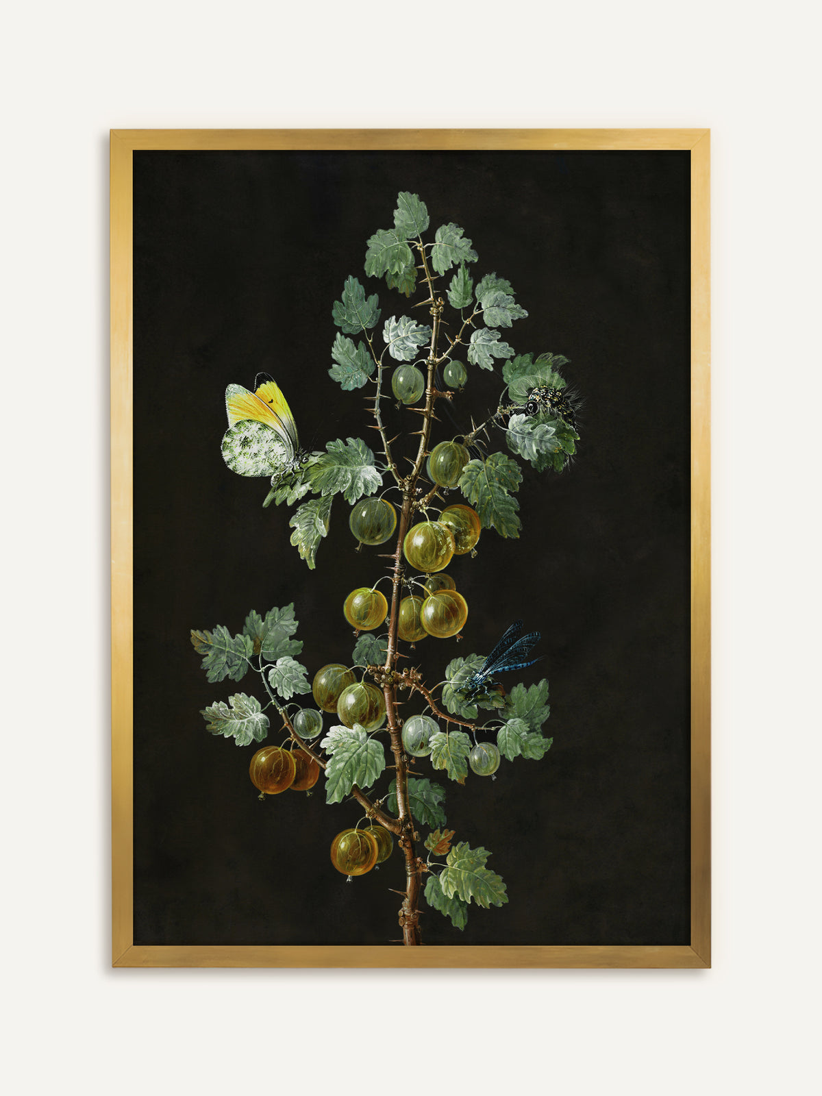 Wandbild, das einen dornigen Stachelbeerzweig mit grünen und goldgelben Beeren und gezackten Blättern vor schwarzem Hintergrund zeigt, dazu ein gelb-weißer Schmetterling, eine Libelle und eine Raupe. Im goldenen Rahmen leuchten die Beeren wie in einem antiken Stillleben. #Rahmen_Gold