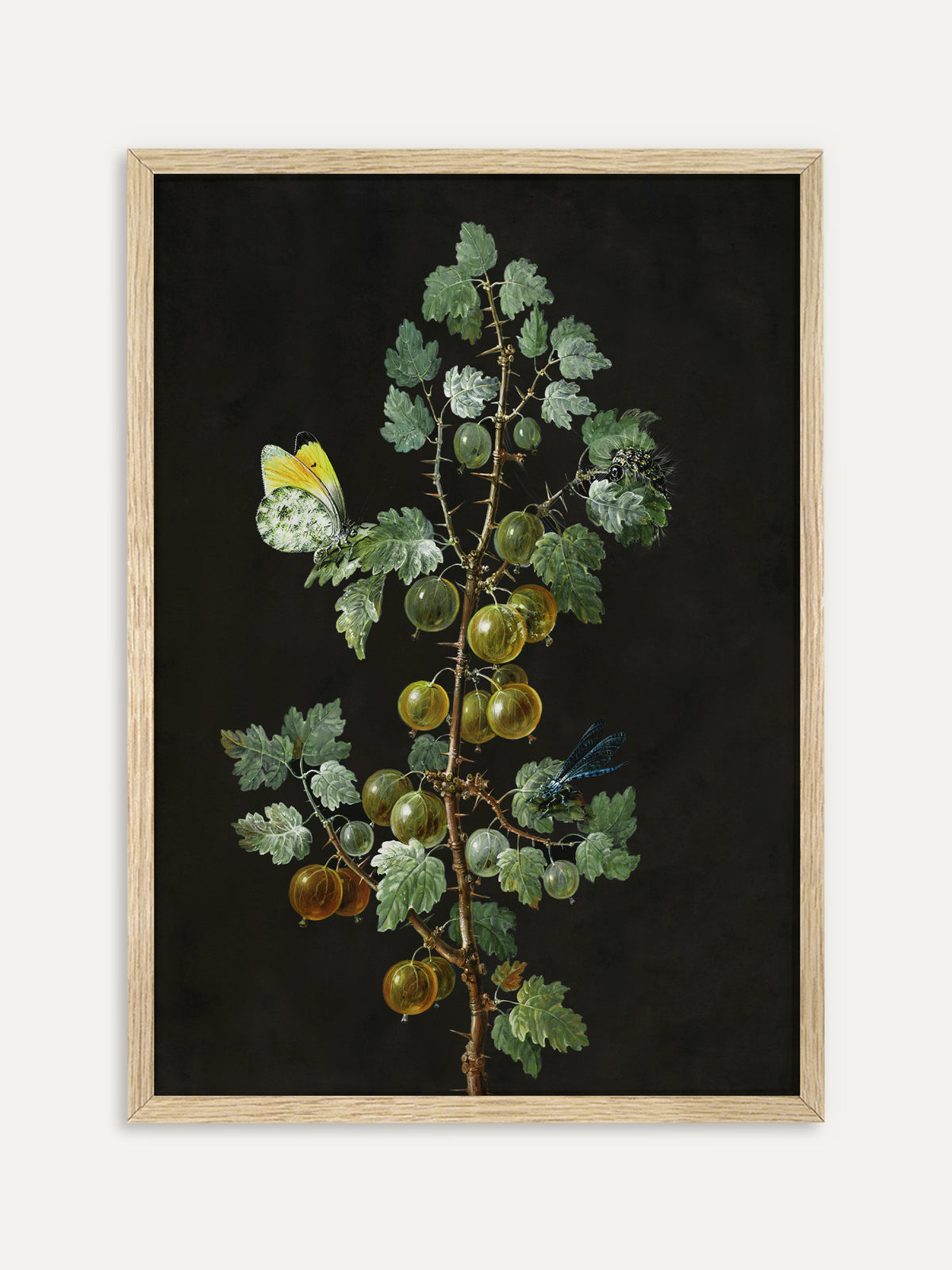 Kunstdruck, der einen dornigen Stachelbeerzweig mit grünen und goldgelben Beeren und gezackten Blättern vor schwarzem Hintergrund zeigt, dazu ein gelb-weißer Schmetterling, eine Libelle und eine Raupe. Im Rahmen aus hellem Holz wirkt das botanische Fruchtbild frisch und passt gut in die Küche. #Rahmen_Helles Holz