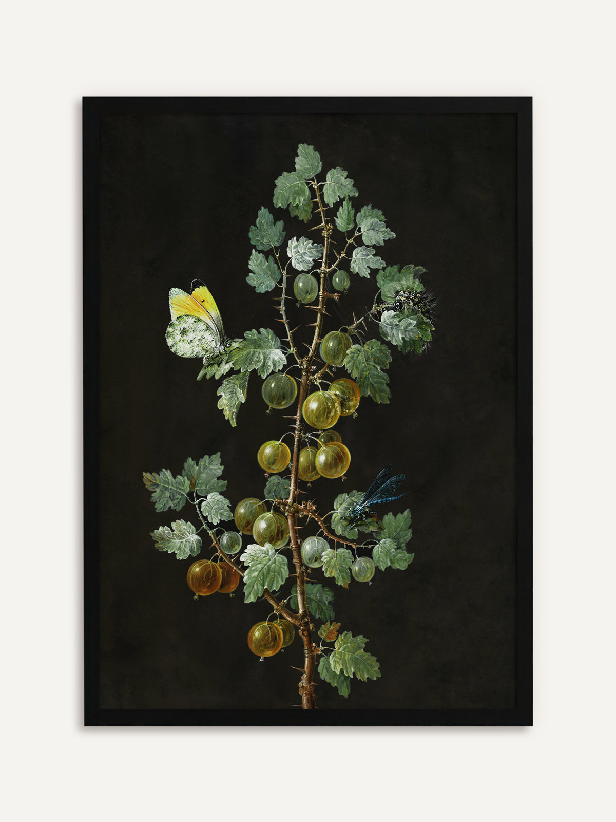 Gerahmtes Poster, das einen dornigen Stachelbeerzweig mit grünen und goldgelben Beeren und gezackten Blättern vor schwarzem Hintergrund zeigt, dazu ein gelb-weißer Schmetterling, eine Libelle und eine Raupe. Mit schwarzem Rahmen wird das moody Pflanzenbild klar und elegant. #Rahmen_Schwarz