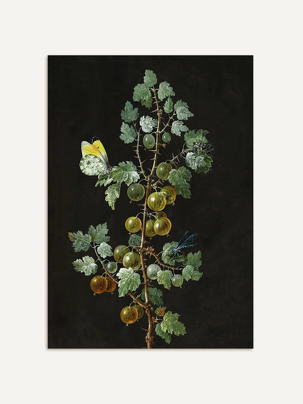 Botanischer Kunstdruck mit grüner Stachelbeerranke und Schmetterling auf schwarzem Hintergrund. Das filigrane Motiv zeigt natürliche Details im Vintage-Stil.