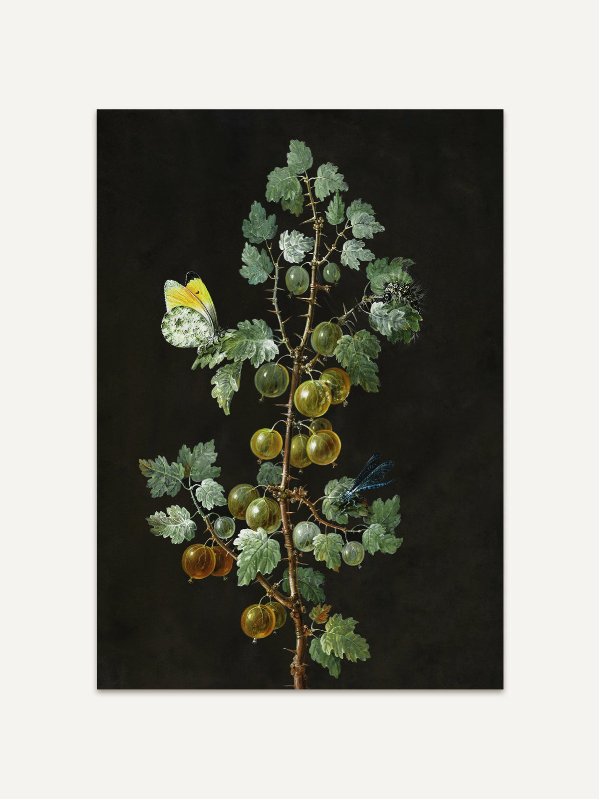 Botanischer Kunstdruck mit grüner Stachelbeerranke und Schmetterling auf schwarzem Hintergrund. Das filigrane Motiv zeigt natürliche Details im Vintage-Stil. #Rahmen_Ohne Rahmen