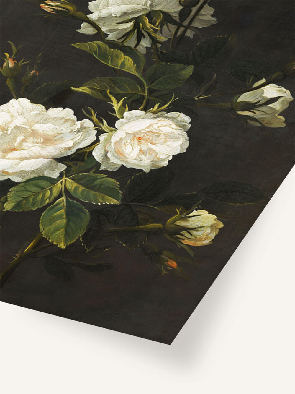 Nahaufnahme eines barocken Stillleben Posters mit weißen Rosenblüten und Knospen auf dunklem Hintergrund. Die Blütenblätter sind detailliert gemalt, ihre zarte Struktur wird durch die kräftigen, dunkelgrünen Blätter betont. Die dunkle Kulisse verstärkt die Eleganz und zeitlose Anmut der Blumen.