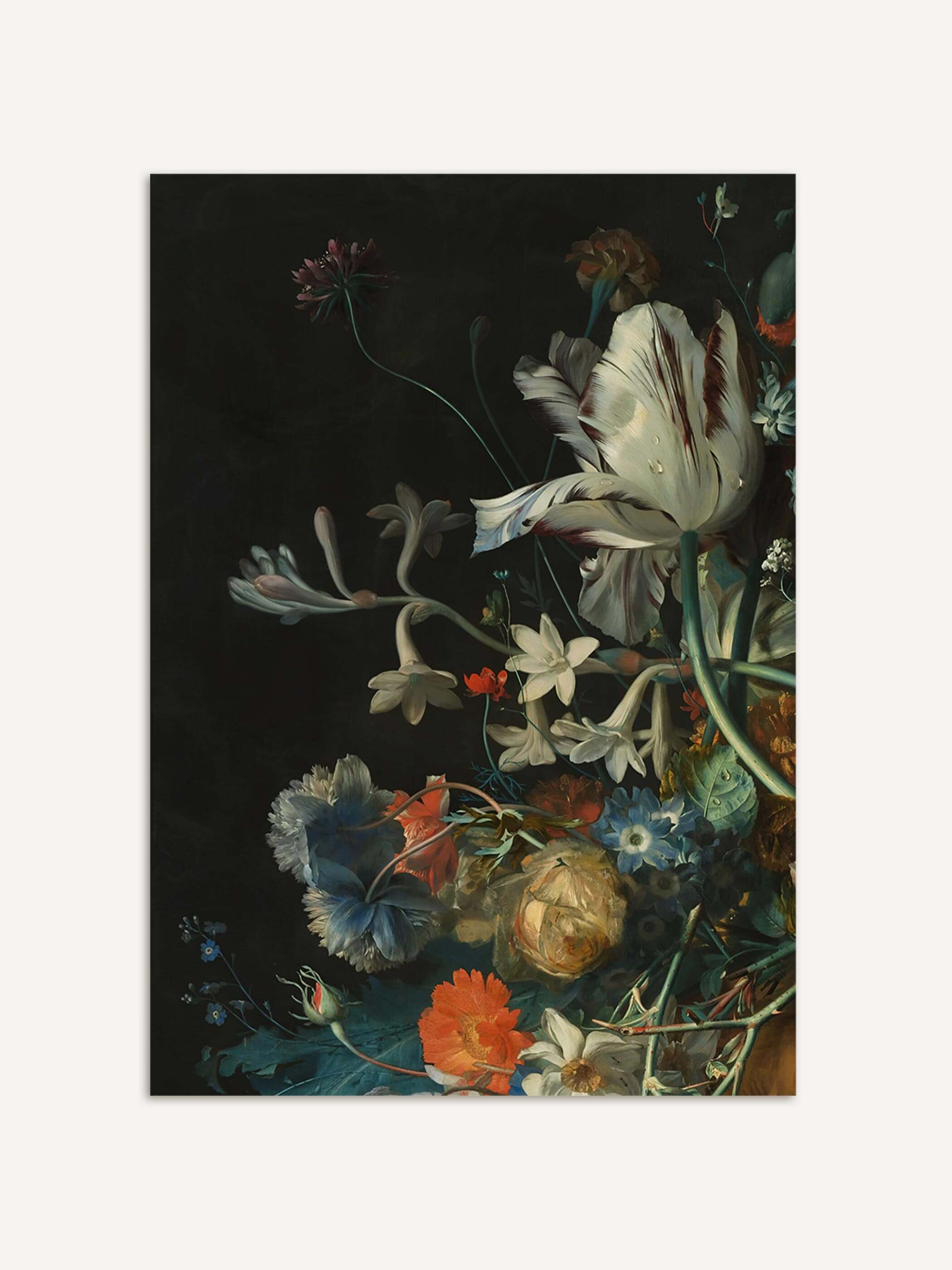 Barockes Blumenstillleben mit einer großen weiß-burgunderroten Tulpe, weißen Narzissen und einer blauen Nelke vor tiefschwarzem Hintergrund. Der Kunstdruck zeigt die feine Lichtführung und die naturgetreue Blütendarstellung im Detail.