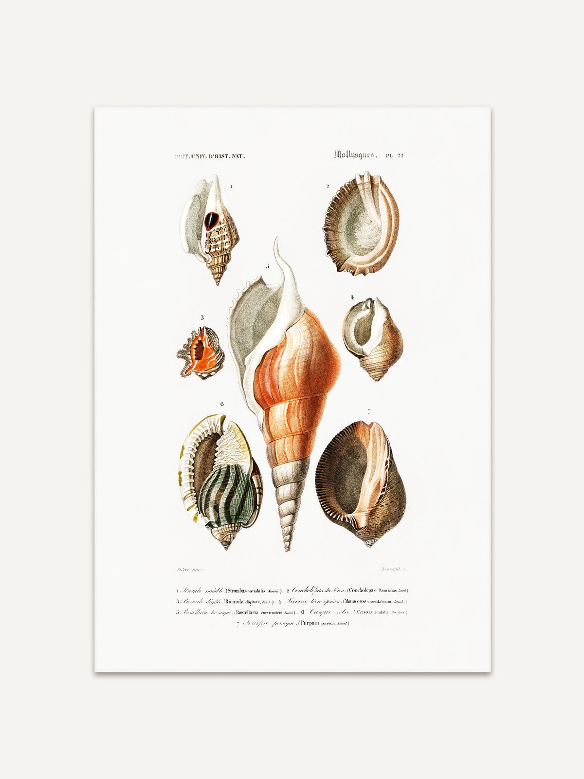Detailreiche Illustration verschiedener Muscheln und Schnecken in sanften Farbtönen, im Vintage-Stil auf weißem Hintergrund, aus einem antiken naturhistorischen Buch. #Rahmen_Ohne Rahmen
