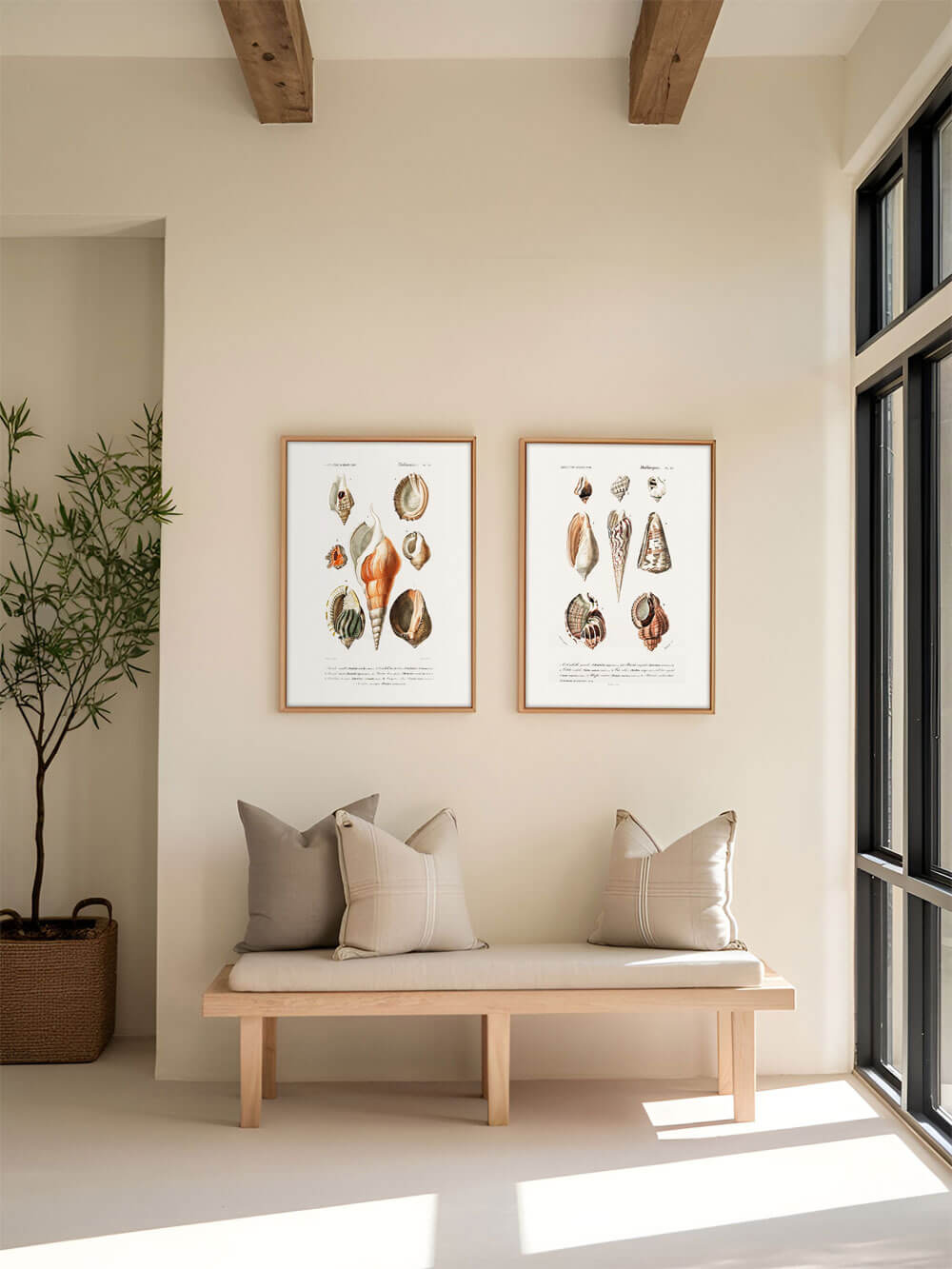 Zwei gerahmte Vintage-Muschel-Kunstdrucke an einer Wand, die neben einer hellen Sitzbank mit beigen Kissen und einer Pflanze im minimalistischen Wohnbereich hängen.