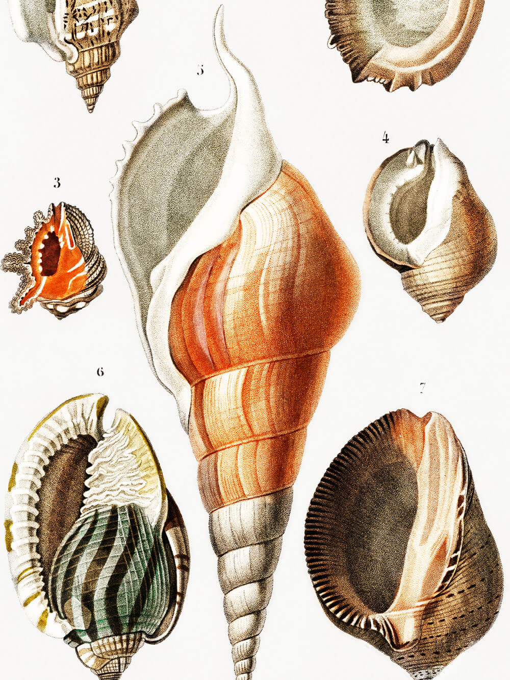Detailansicht einer Vintage-Illustration verschiedener Muscheln und Schnecken in orange, braun und grün, gezeichnet auf weißem Hintergrund, inspiriert von naturhistorischen Illustrationen.