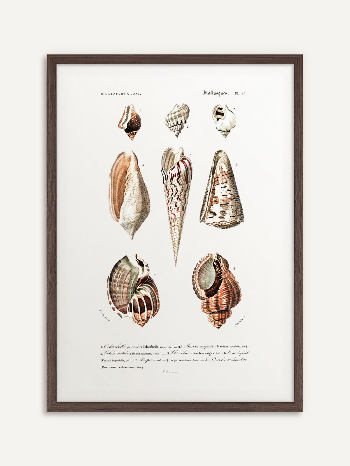 Poster, das acht Meeresschnecken in Rosé, Braun und Creme mit einem schlanken, rot gestreiften Turmgehäuse in der Mitte und französischen Beschriftungen auf cremeweißem Grund zeigt. In dunklem Holz gerahmt wirkt es wie eine Tafel aus einer alten Sammlung. #Rahmen_Dunkles Holz